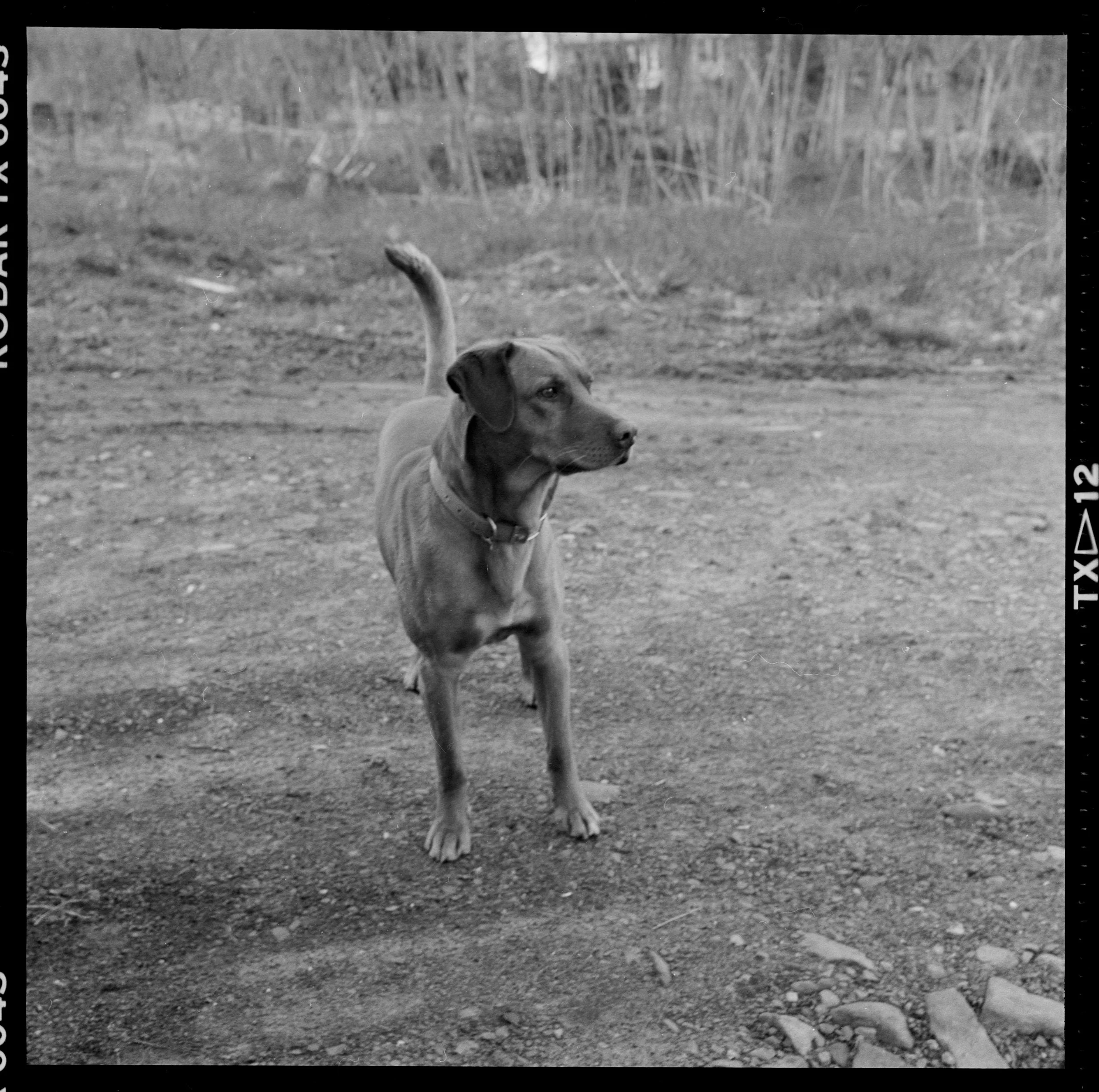 tobi (49) copy.jpg