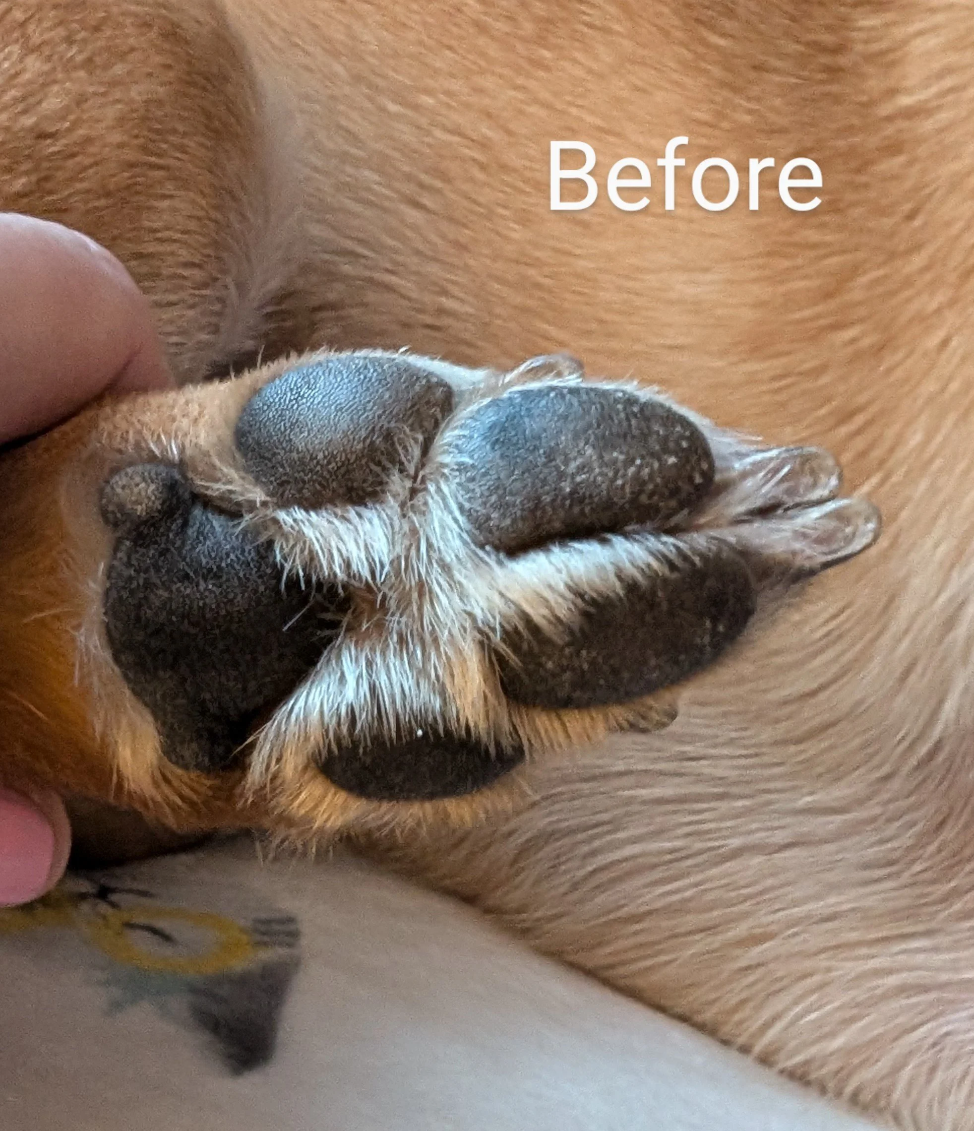 PAW BALM BEFORE.jpg