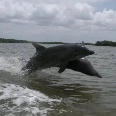 Two dolphins jumping out of the water during a cloudy day.