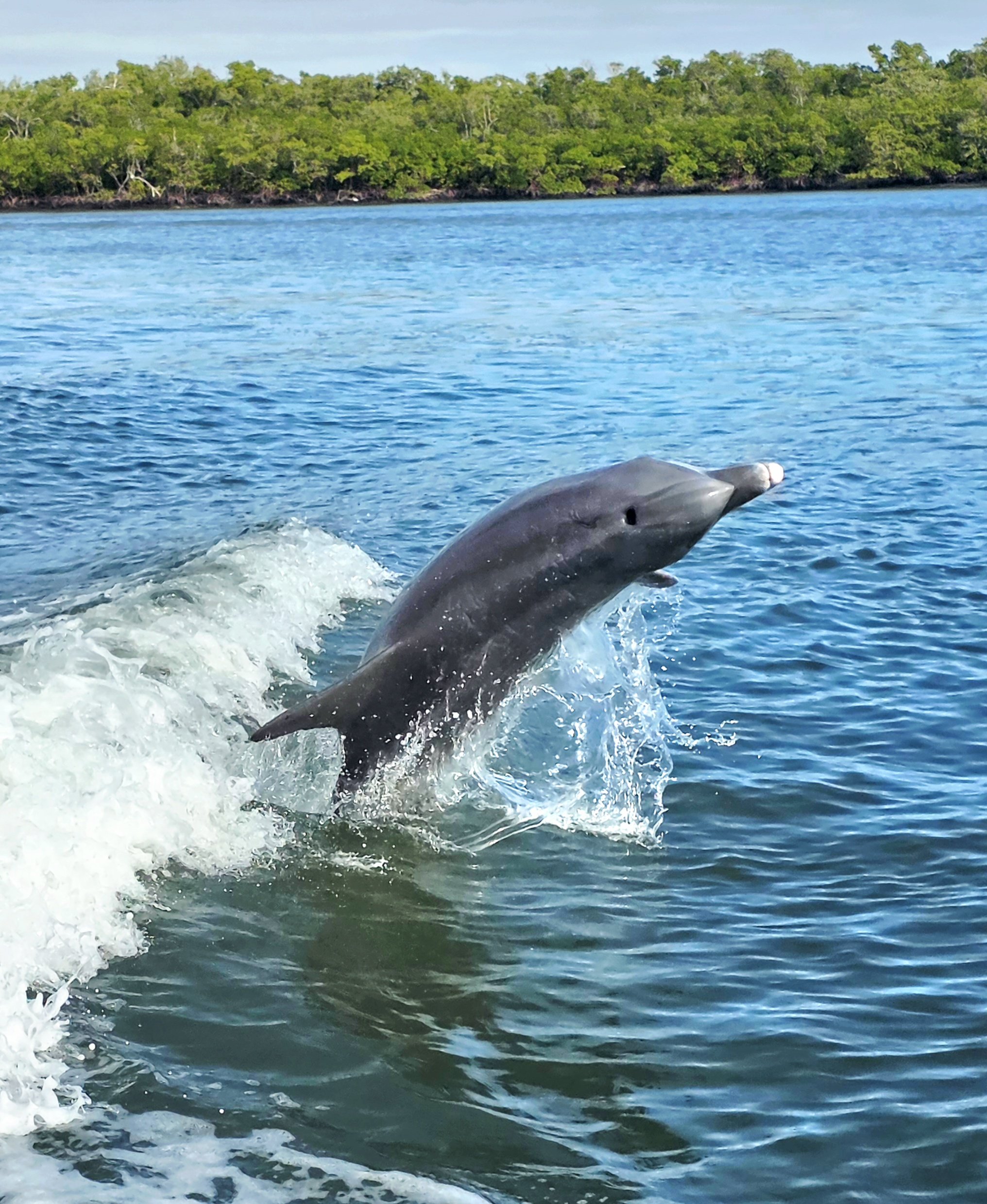 A dolphin leaping out of the water near a shoreline covered with green trees.