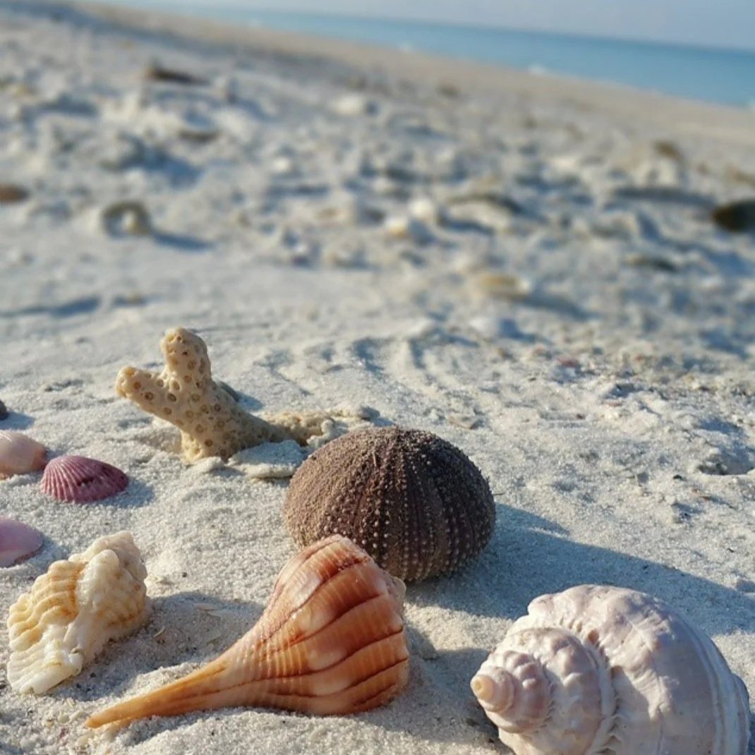 Various seashells and a starfish on white sandy beach with the ocean in the background.