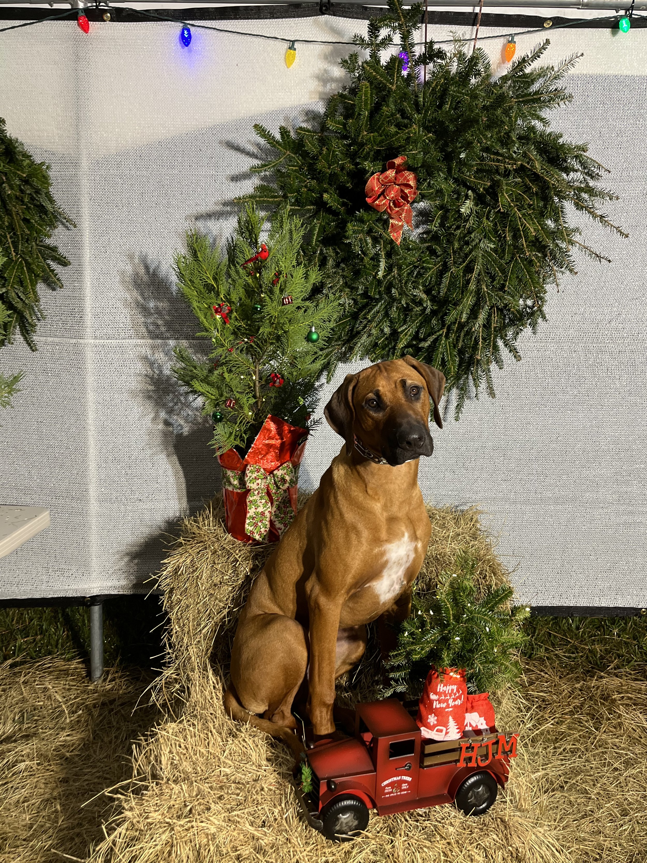 The dog is not for sale...