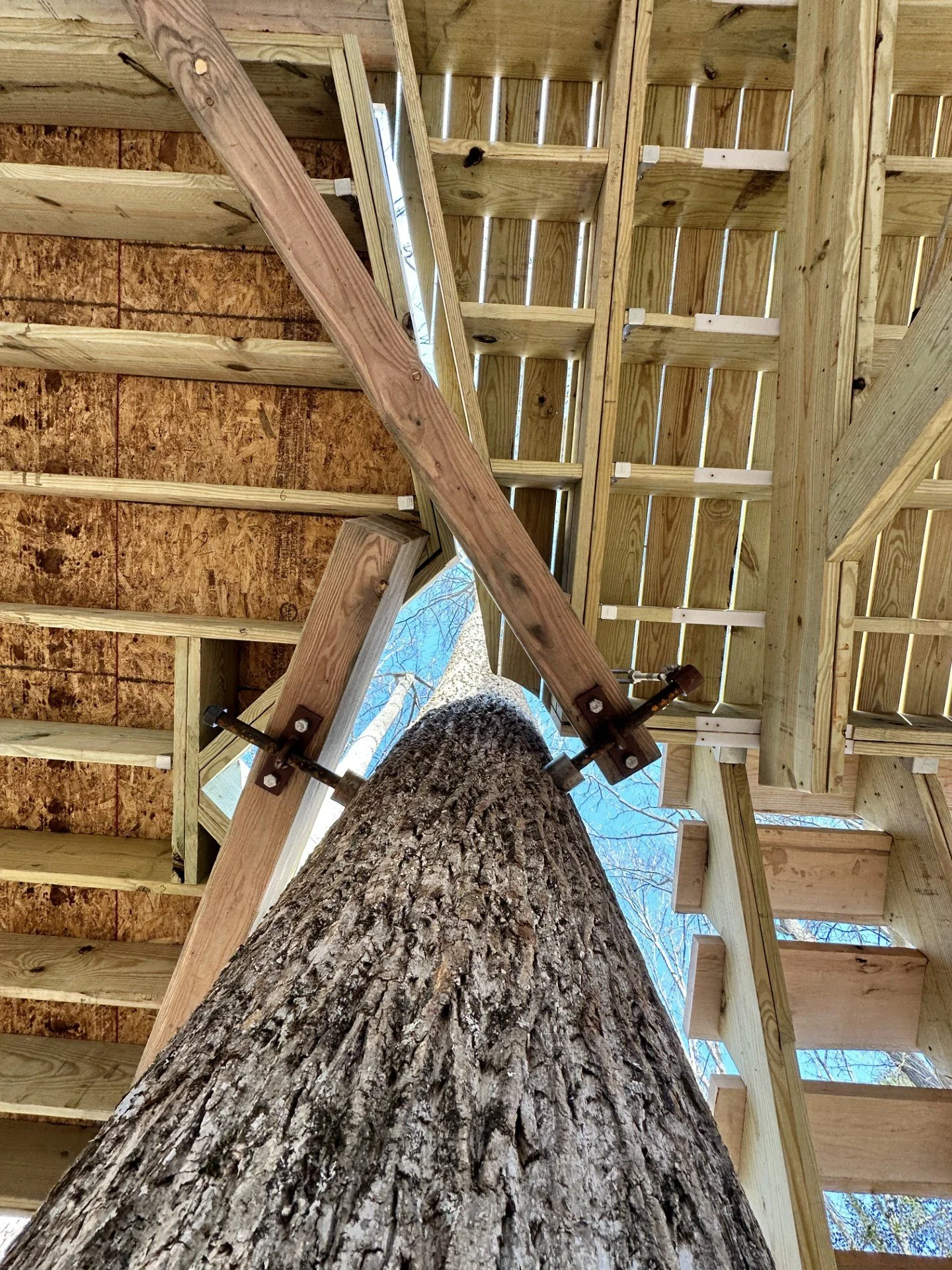Looking up at a large tree trunk through the unfinished wooden framework of a treehouse, with building tools attached to the tree.