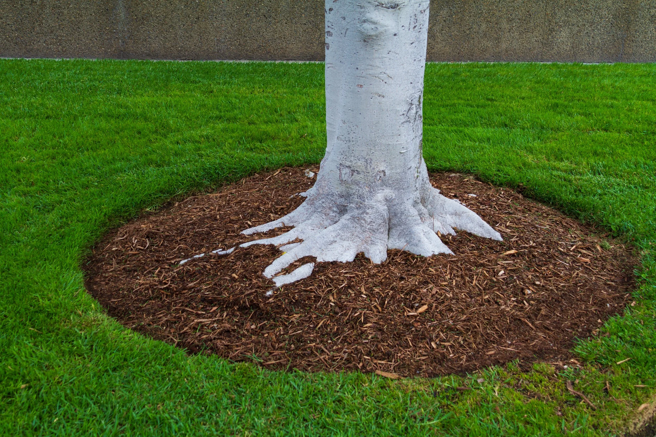 Tree with white trunk surrounded by brown mulch and green grass.