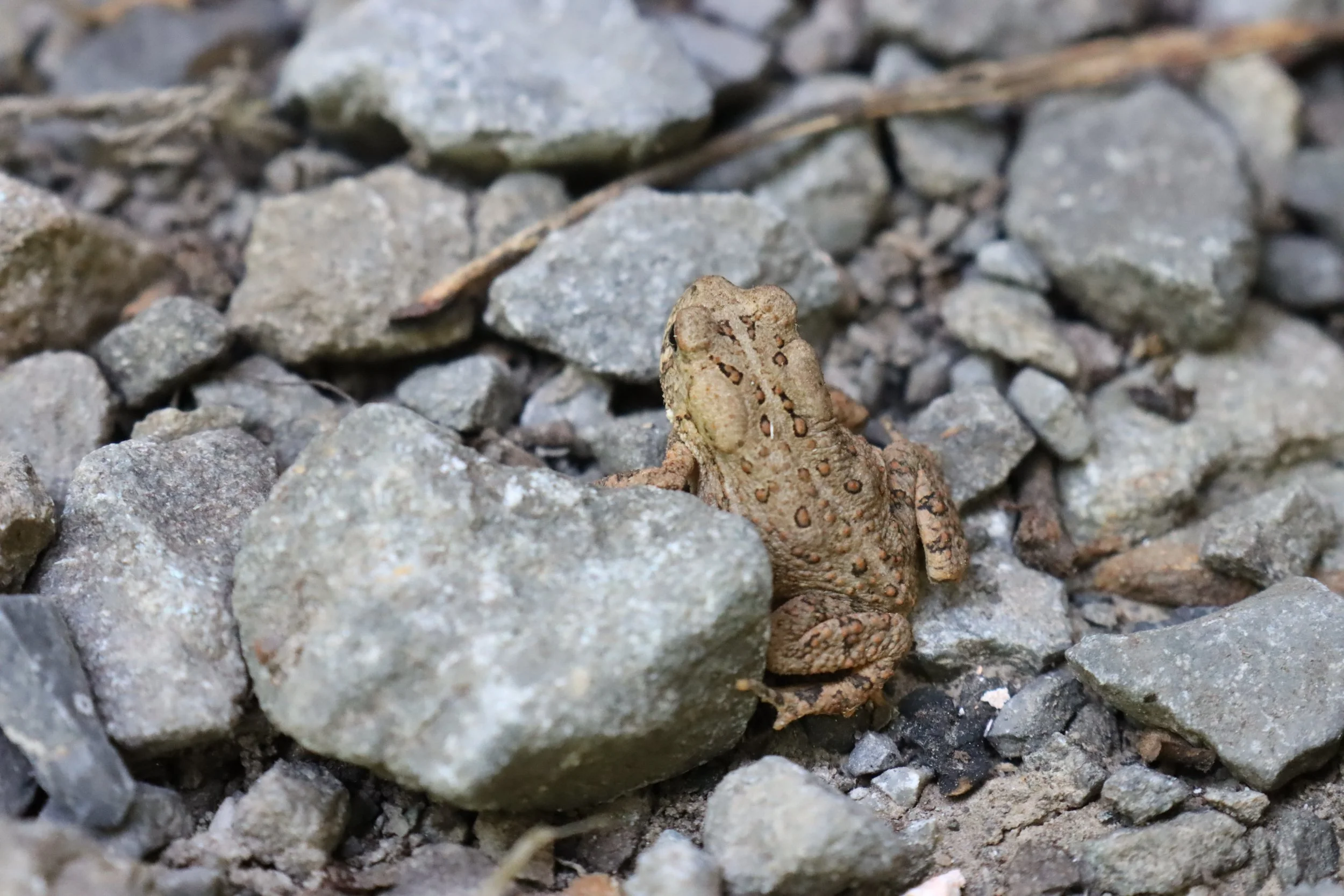 Missing ‘Alleluia’