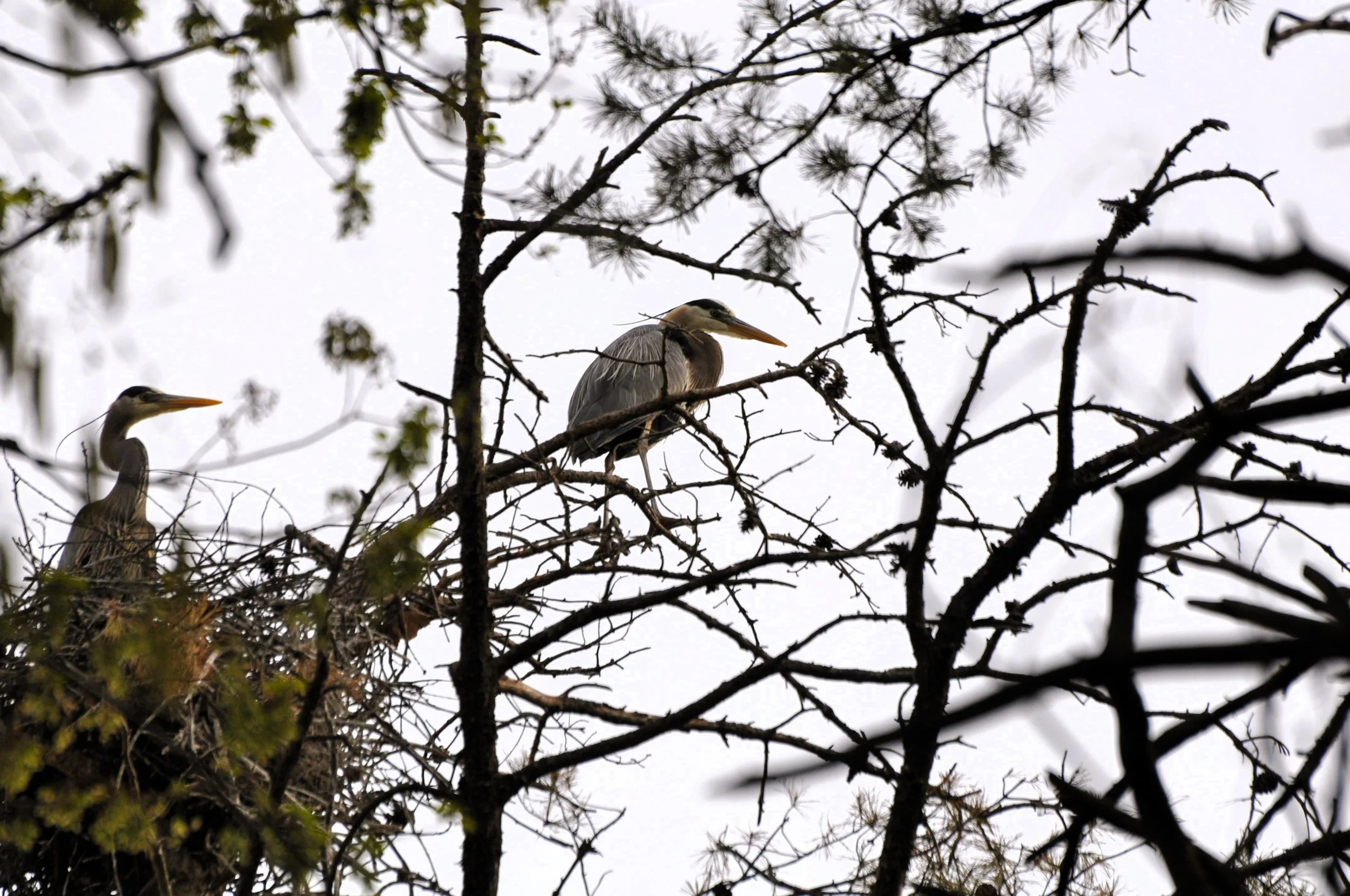 Great Blue Heron Event