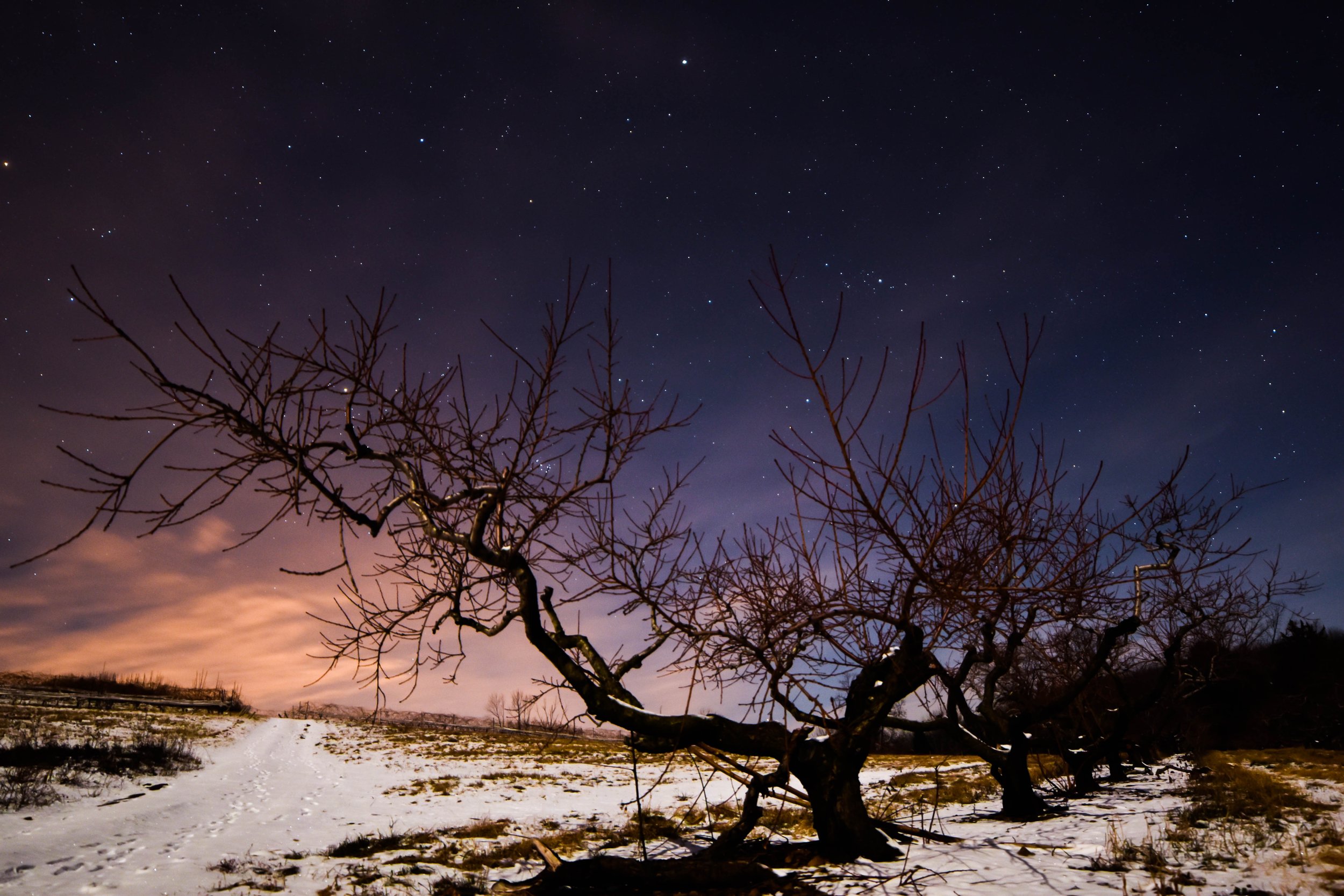 Peach tree at night
