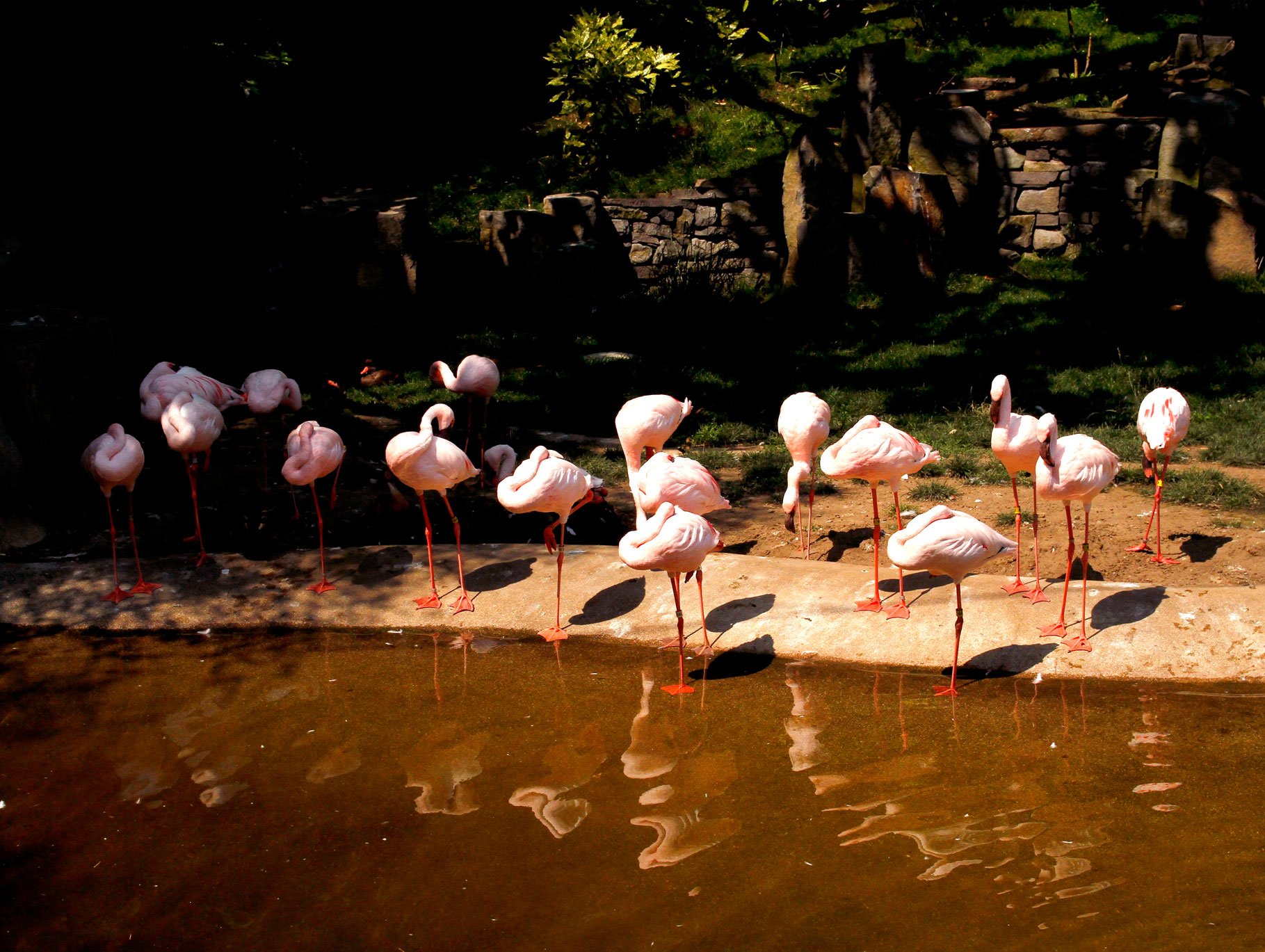 Flamingo-Bath.jpg
