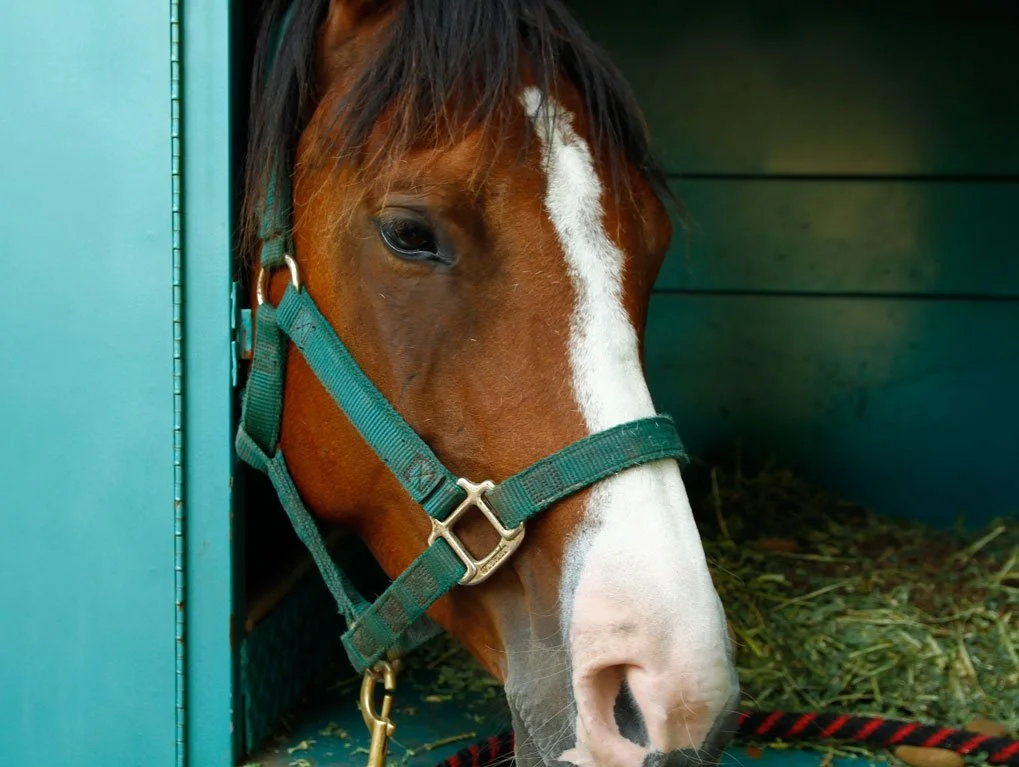 What-did-the-horse-say.jpg