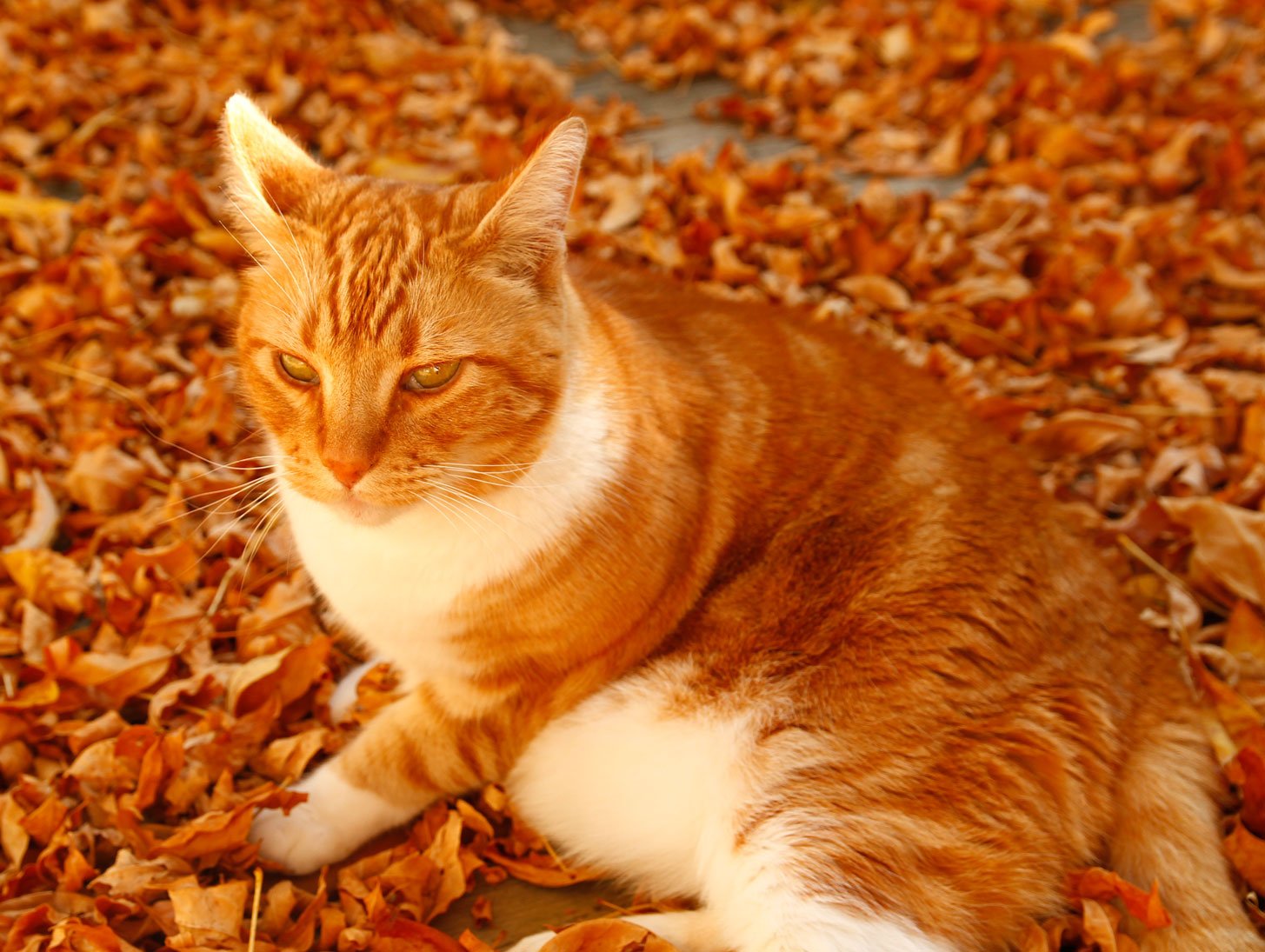 Kipper-cat.jpg
