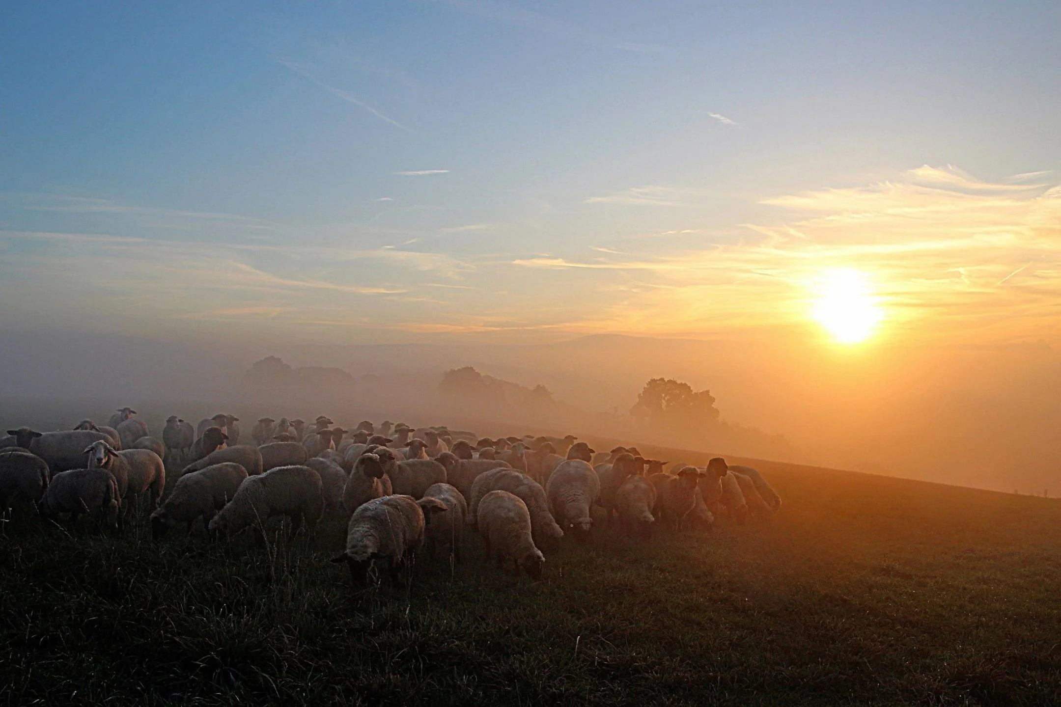 The Shepherd’s Call