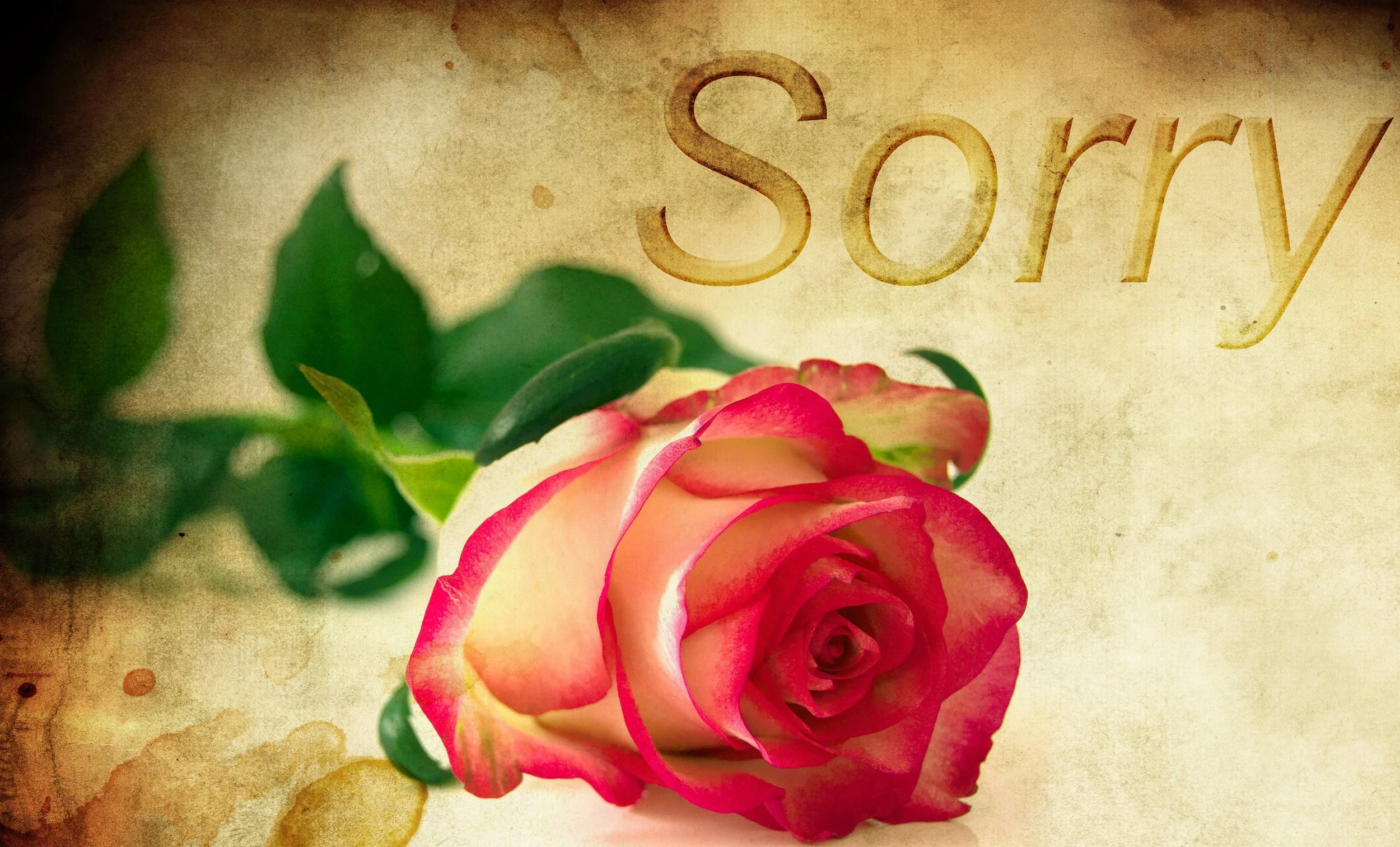 Sorry Will Suffice