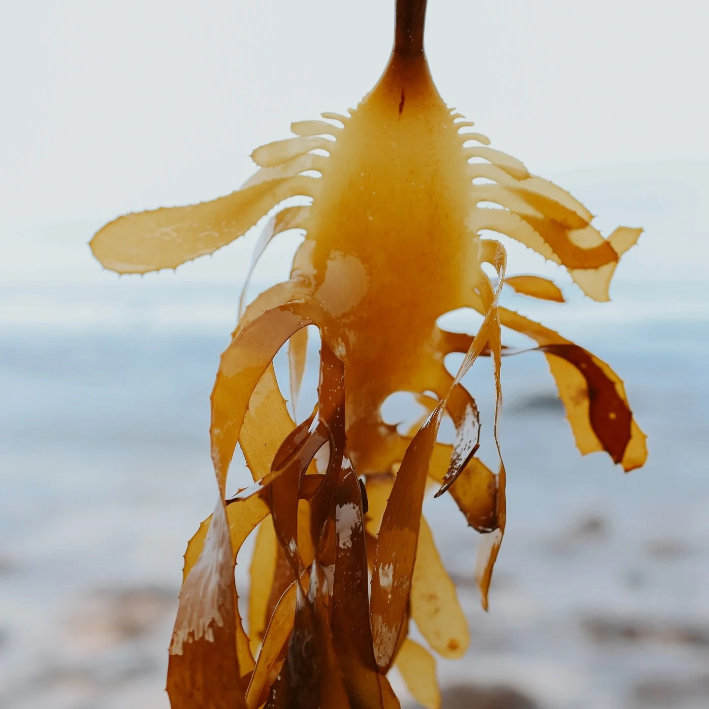 Kelp beauty 💕