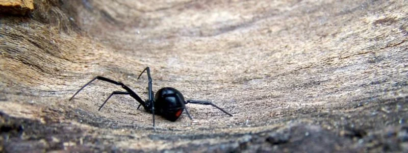 Black Widows in Southern Utah: Where They Hide and How to Keep Them Out