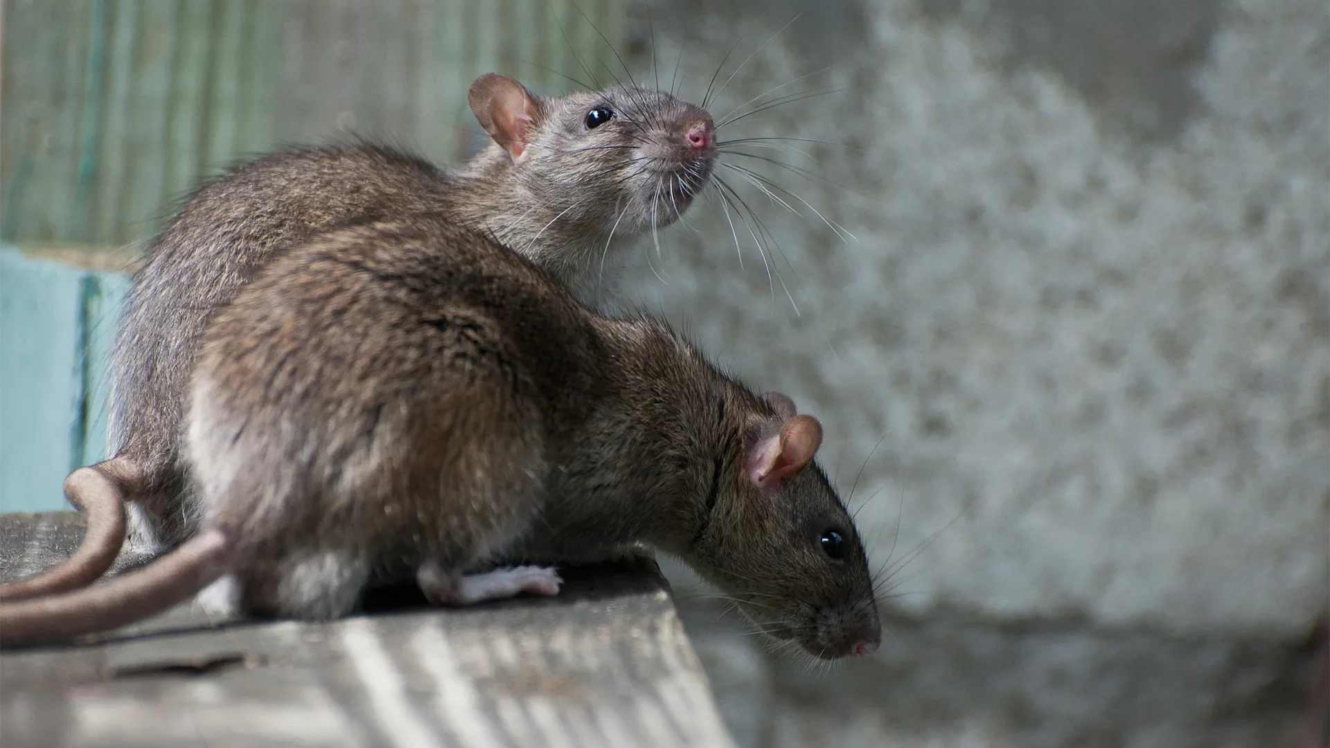 Mice and Rats in Southern Utah: Why Desert Rodents Are a Year-Round Problem