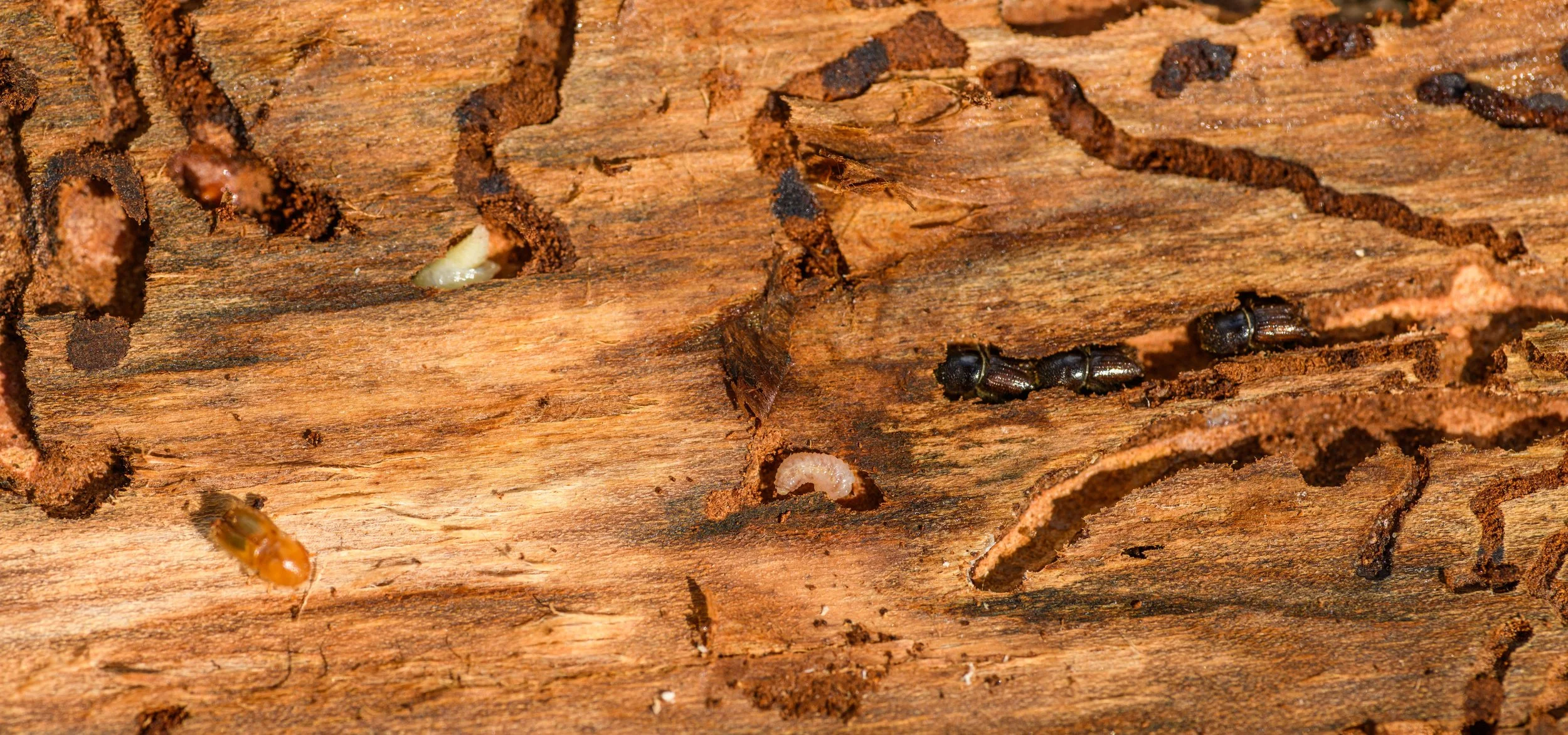 termites eating their way through wood in a home