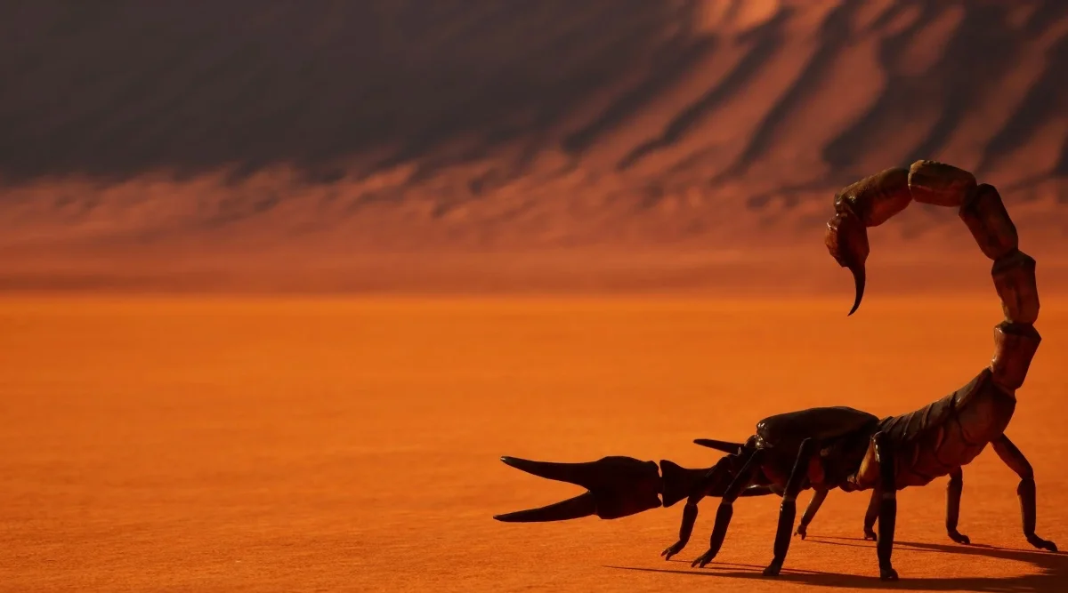 scorpion walking around and being a pest
