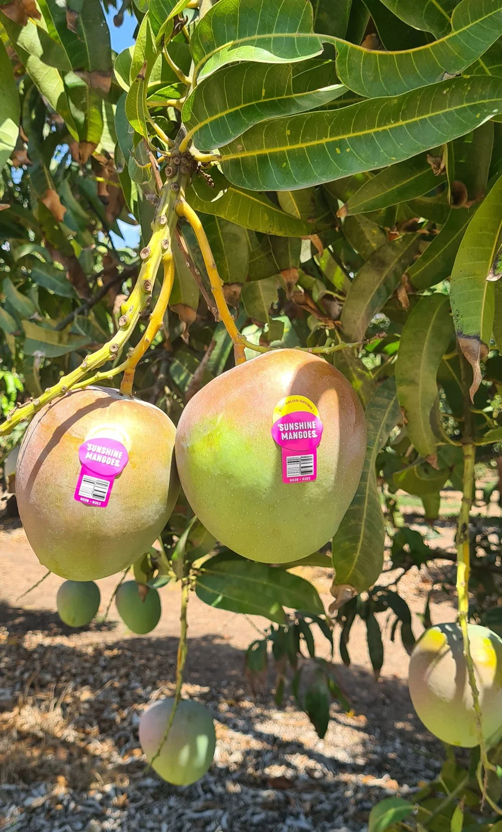 R2E2 Mangoes — Sunshine Mangoes