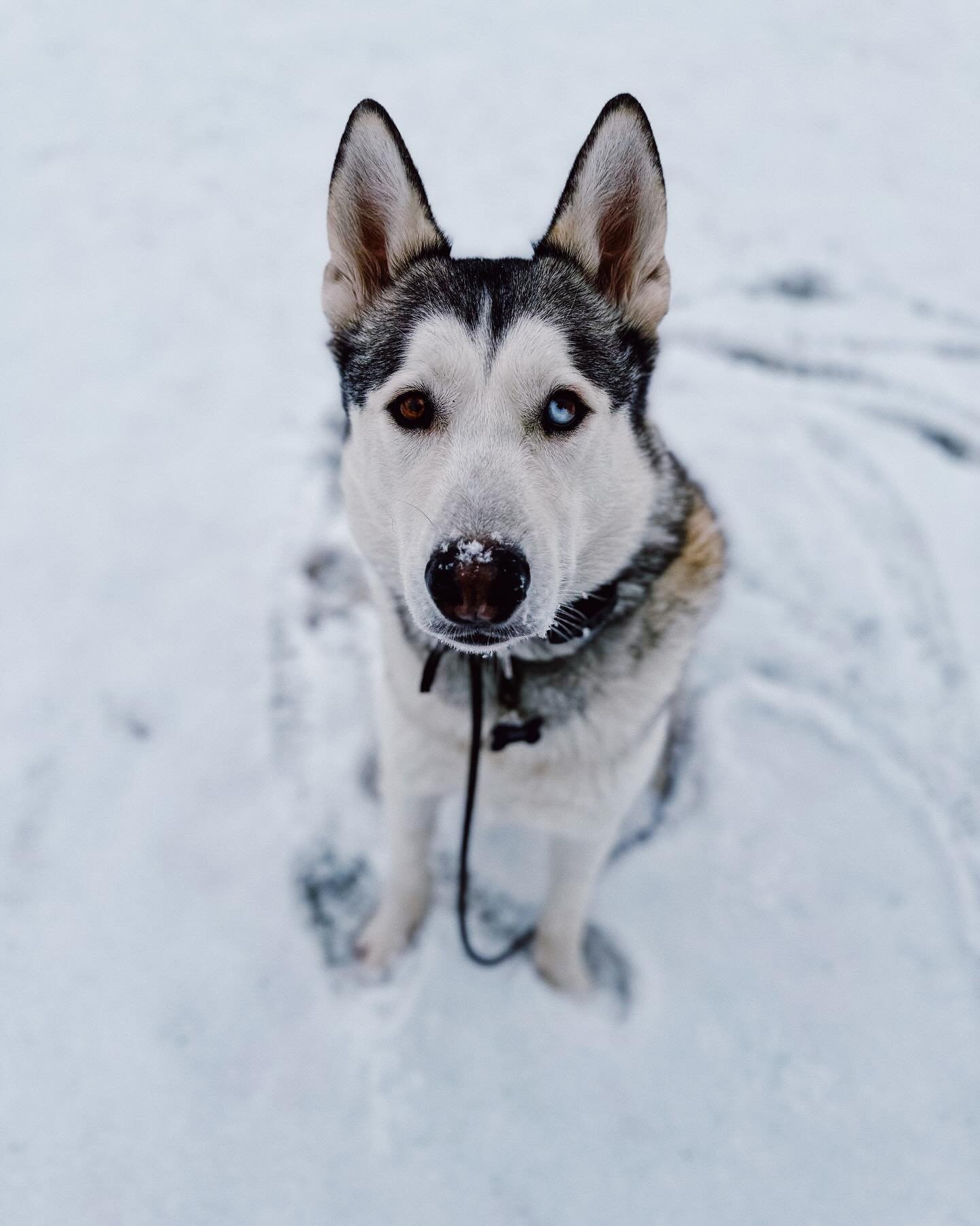 This handsome fella is Flynn, and he is ready for his forever home! He is a SEAACA death row survivor who was rescued by Cheri Wulff Lucas at Second Chance at Love Rescue. Cheri&rsquo;s focus is always on pulling the best-tempered dogs with endless p