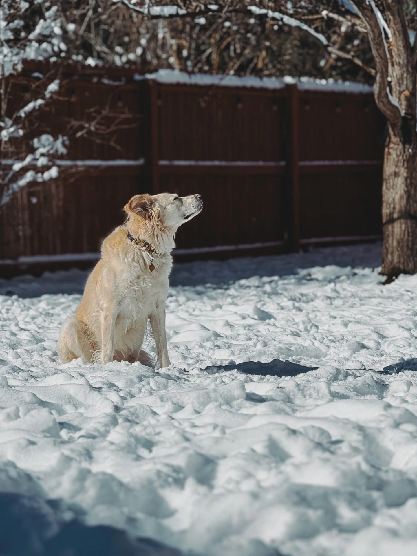 Snow Day with the pack. 🖤 

In all seriousness, while the slat/treadmill is an excellent alternative when you just cannot get outside, absolutely nothing beats the pure, joyful exuberance of a good old-fashioned romp in the snow.