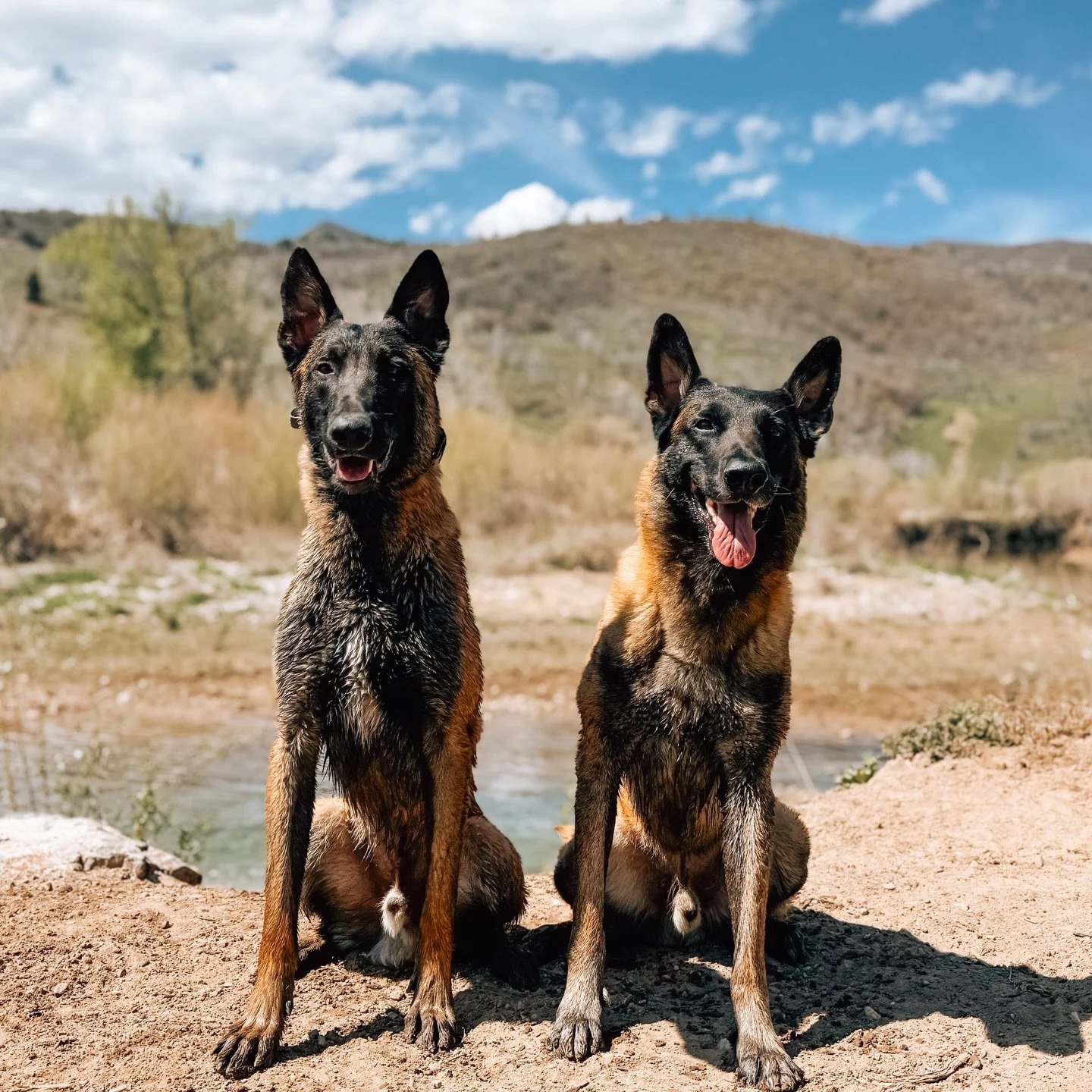 Esco &amp; Giraffe 🦒  Finally heading home from our very first Adventure Board &amp; Train. We are feeling so energized by this experience, inspired to keep growing ourselves, our dogs, and our business, and so grateful to everyone who made us feel 