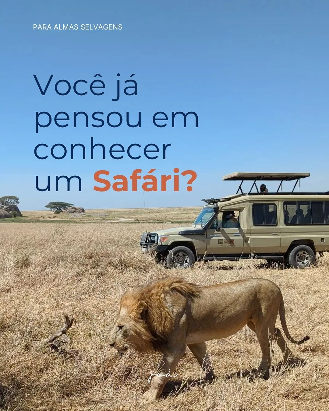 Se saf&aacute;ri est&aacute; na sua lista de sonhos, saiba que ele pode ter estilos muito diferentes - do mais exclusivo e intimista ao cl&aacute;ssico, cheio de cenas que parecem document&aacute;rio da National Geographic🐘

Olha s&oacute; alguns ca