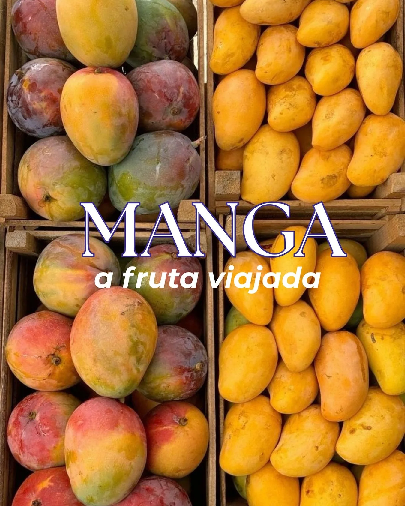 Todo mundo acha que conhece a manga.
Mas a verdade &eacute; que essa fruta tem mais carimbo no passaporte do que muita gente por a&iacute;. Olha s&oacute;: 

🇮🇳 &Iacute;ndia

A manga &eacute; chamada de &ldquo;rei das frutas&rdquo; e &eacute; s&iac
