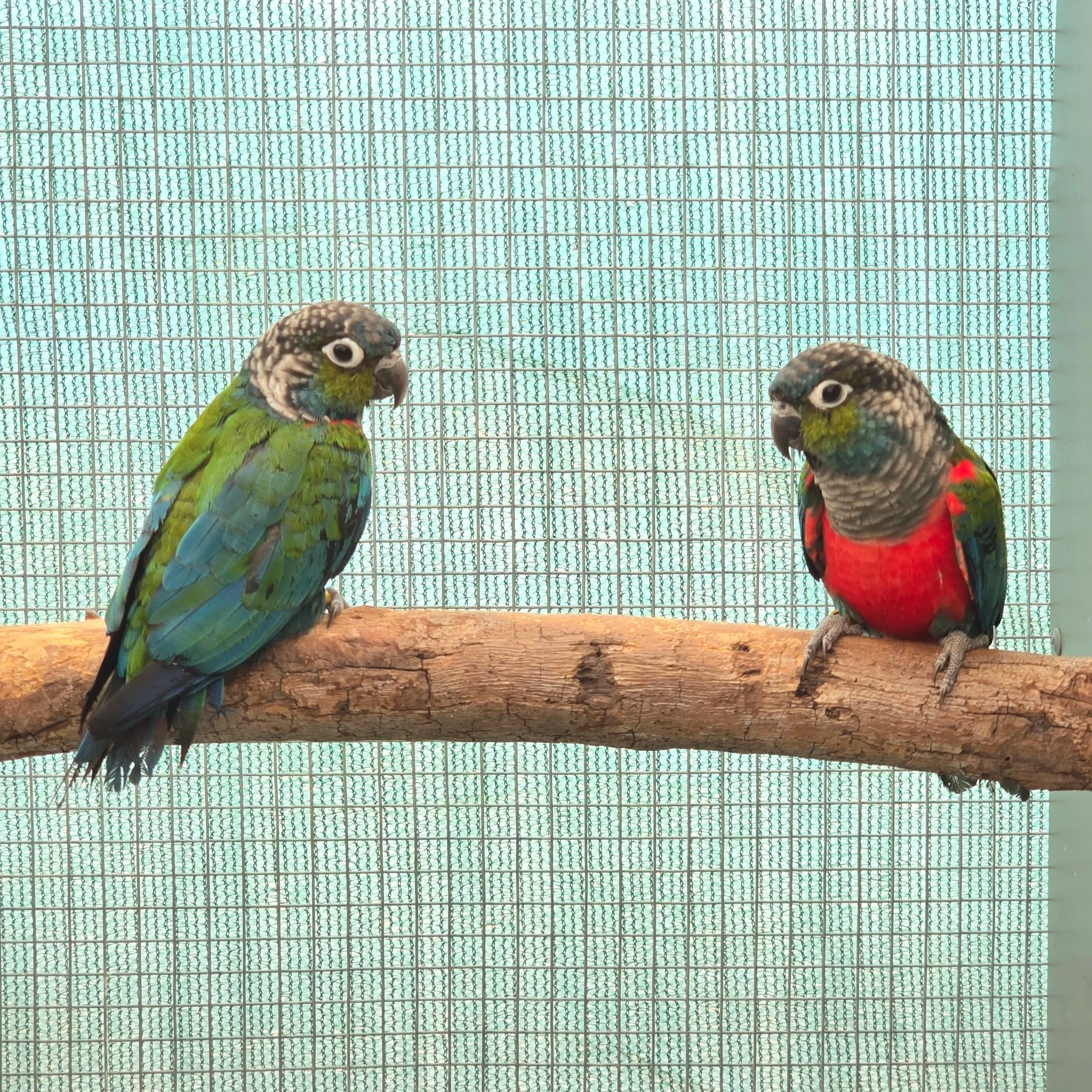 Crimson Bellied Conures for Sale