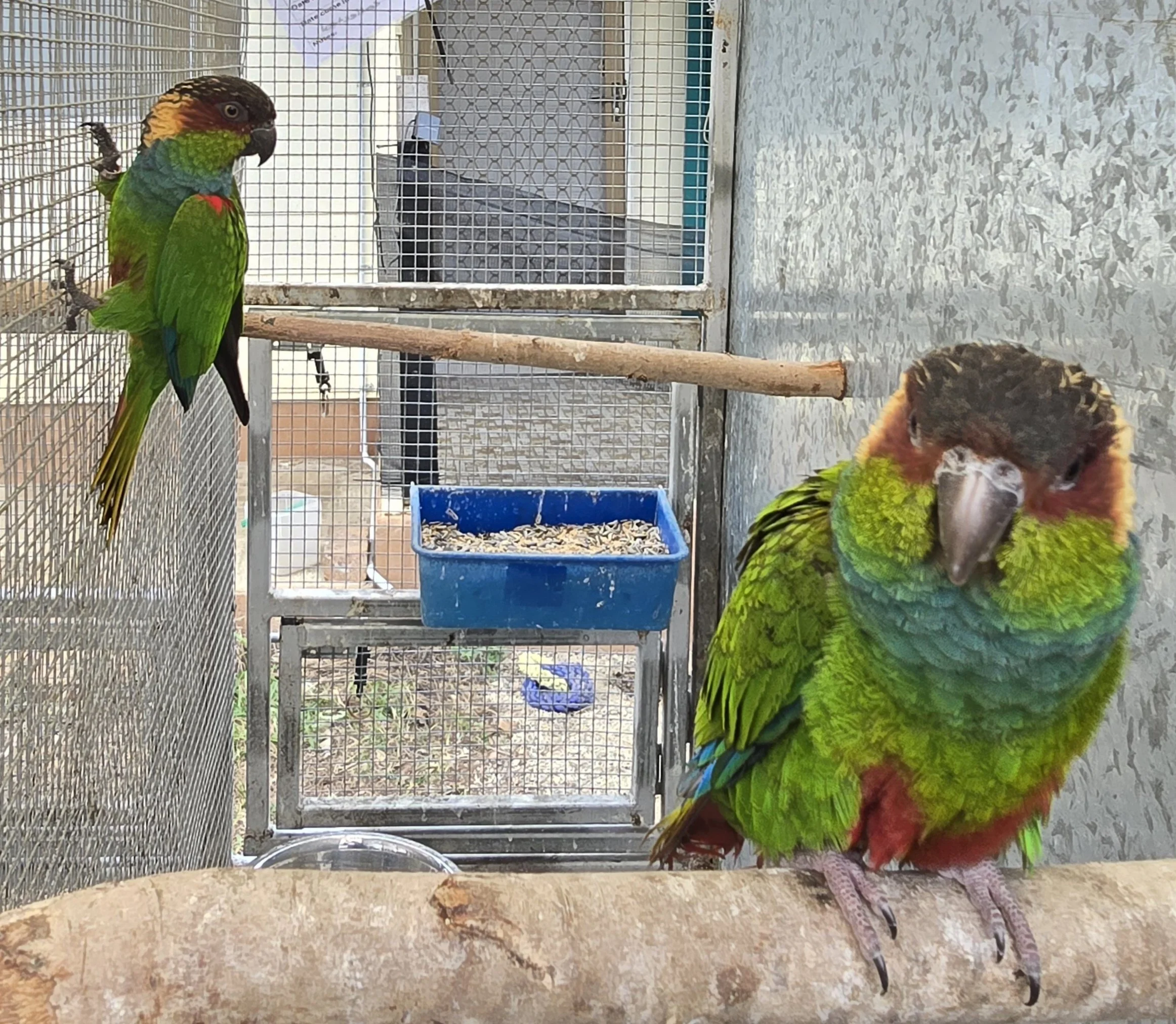 Blue Throated Conures for sale