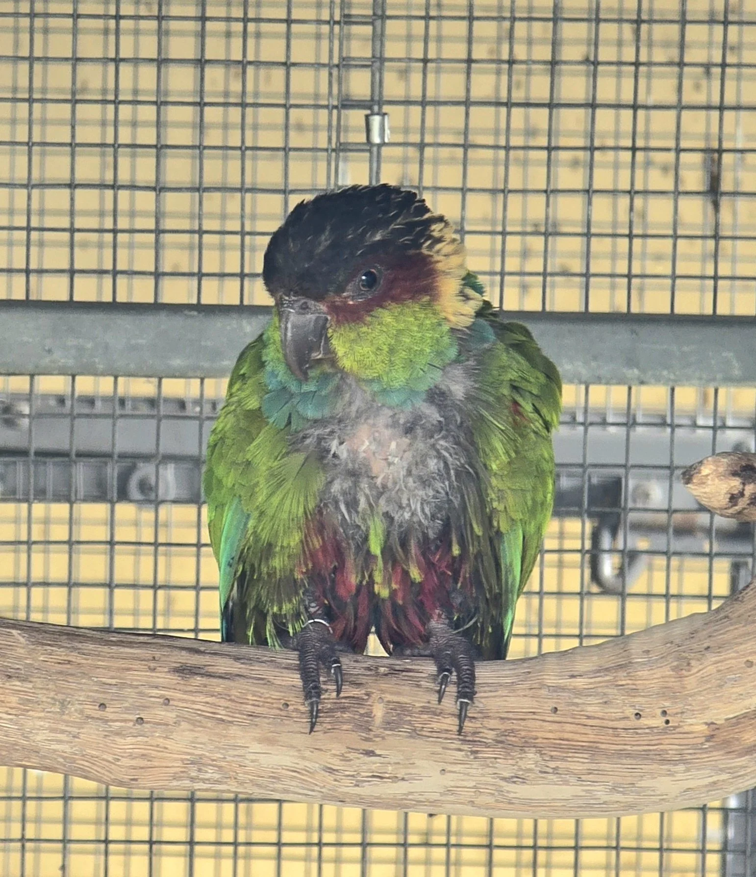Understanding and Managing Parrot Over-Preening