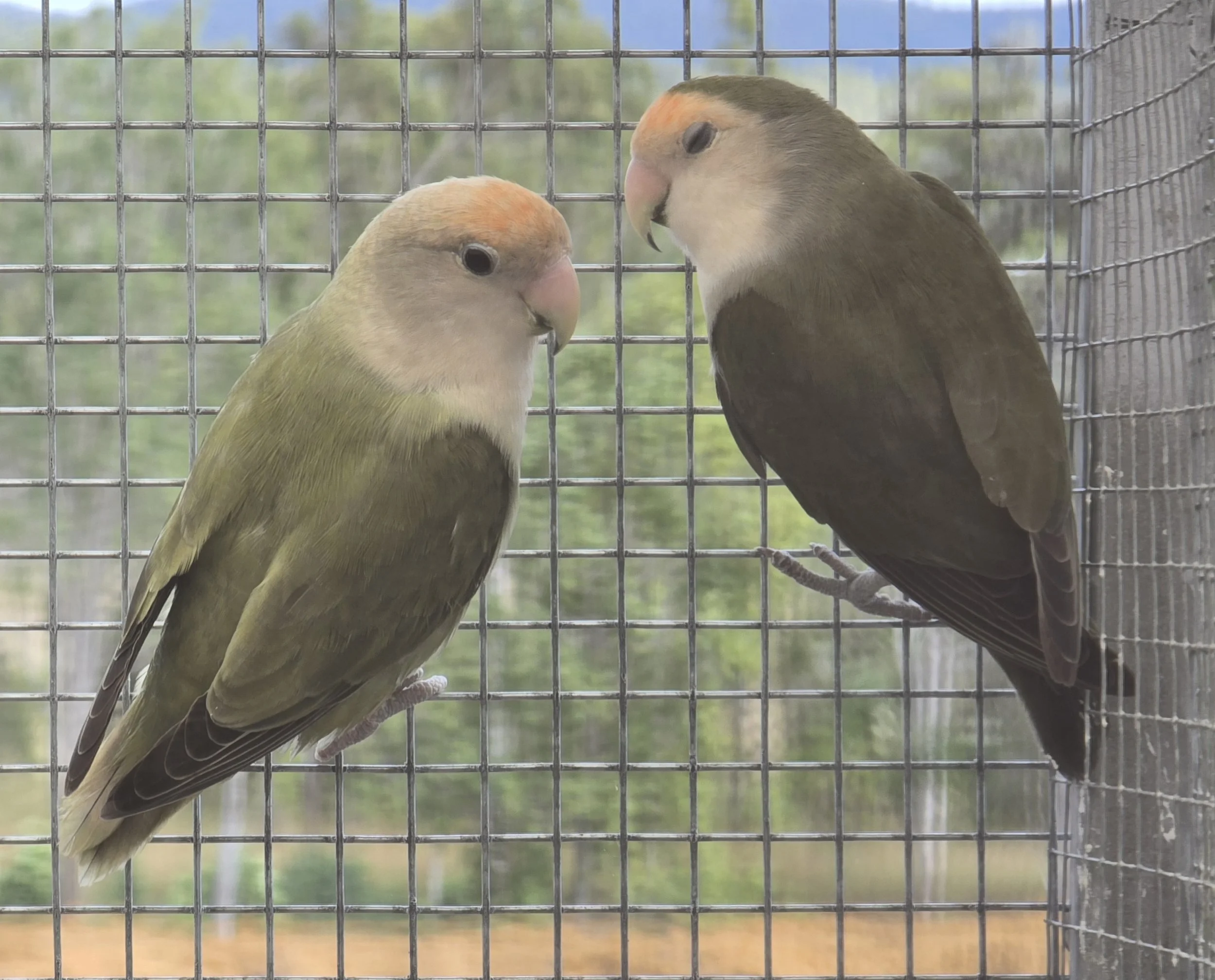 Peach face lovebirds for sale