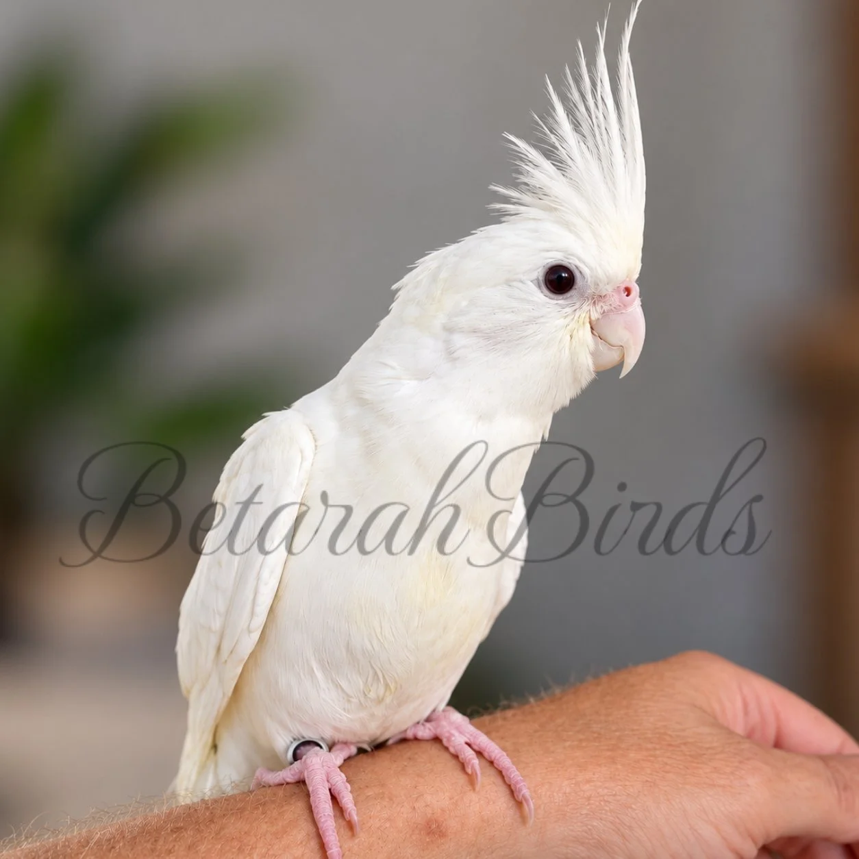 Hand Raised Cockatiel - Near Rockhampton, Queensland