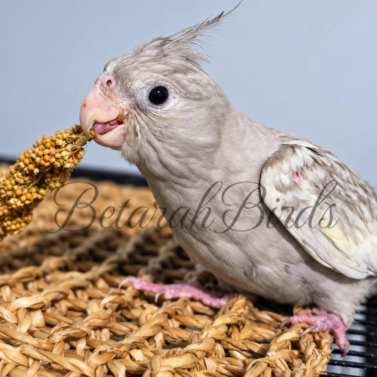 Hand raised cockatiel - Near Rockhampton, Queensland
