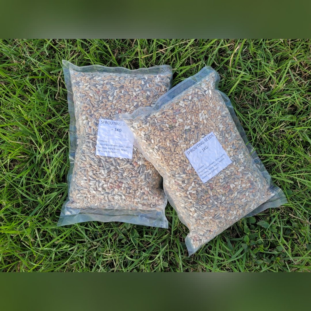 Sprouting Seed 1KG