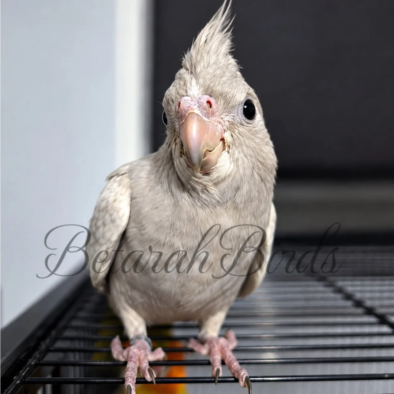 Hand Raised Cockatiel - Near Rockhmapton, Queensland