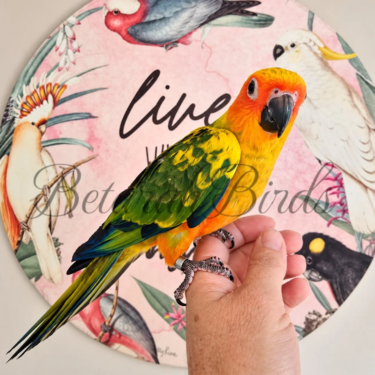 Hand Raised Sun Conure - Near Rockhampton, Queensland