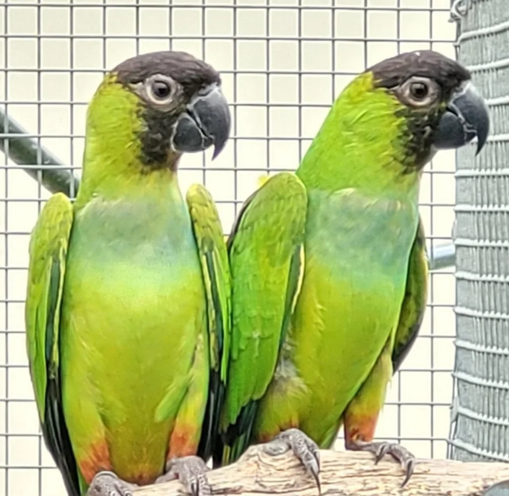 Nanday Conures for sale