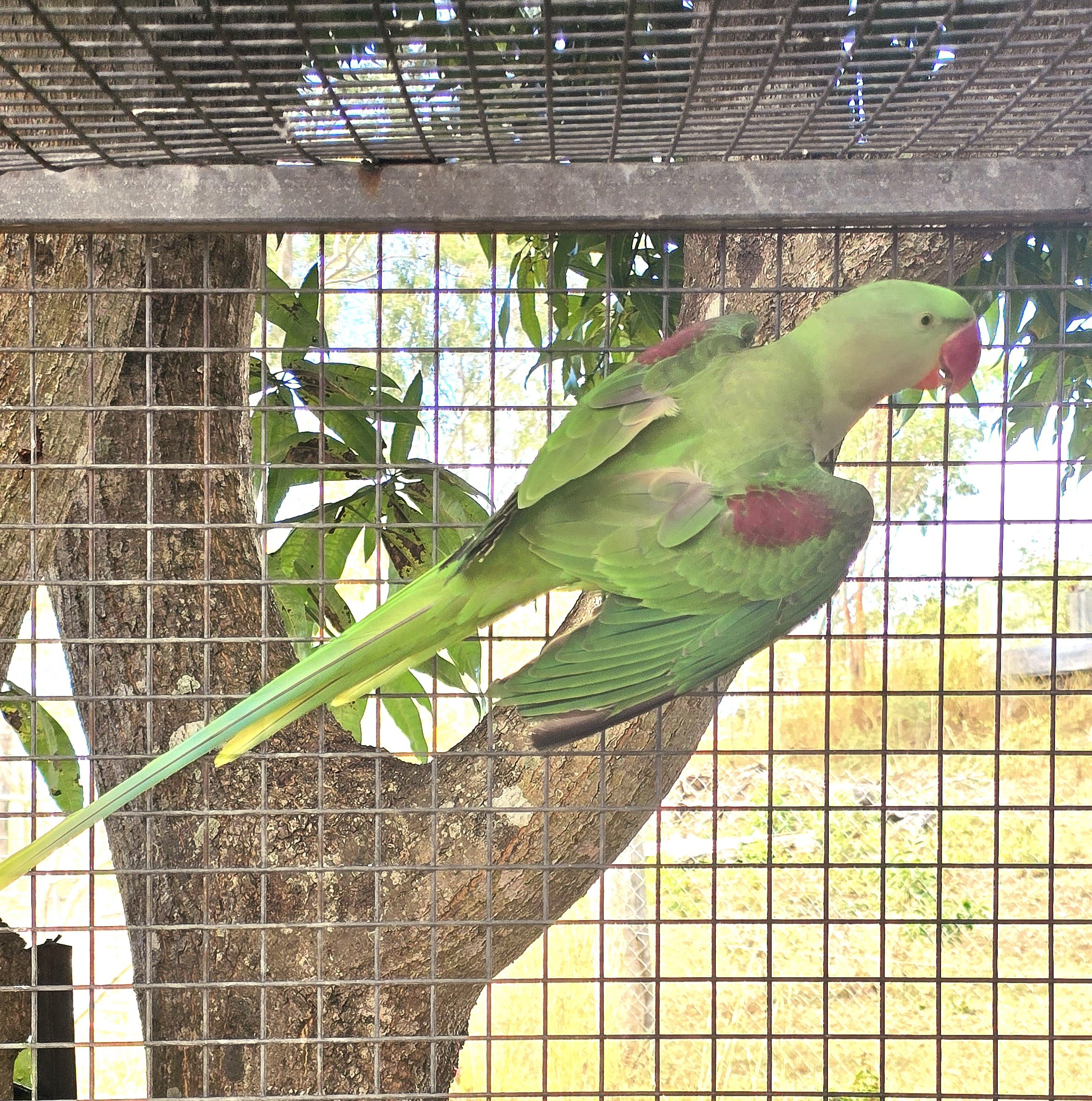 Alexandrine for sale
