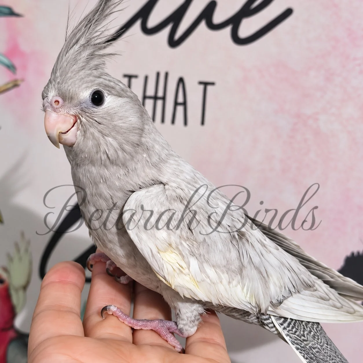 Hand raised cockatiel - Near Rockhampton, Queensland
