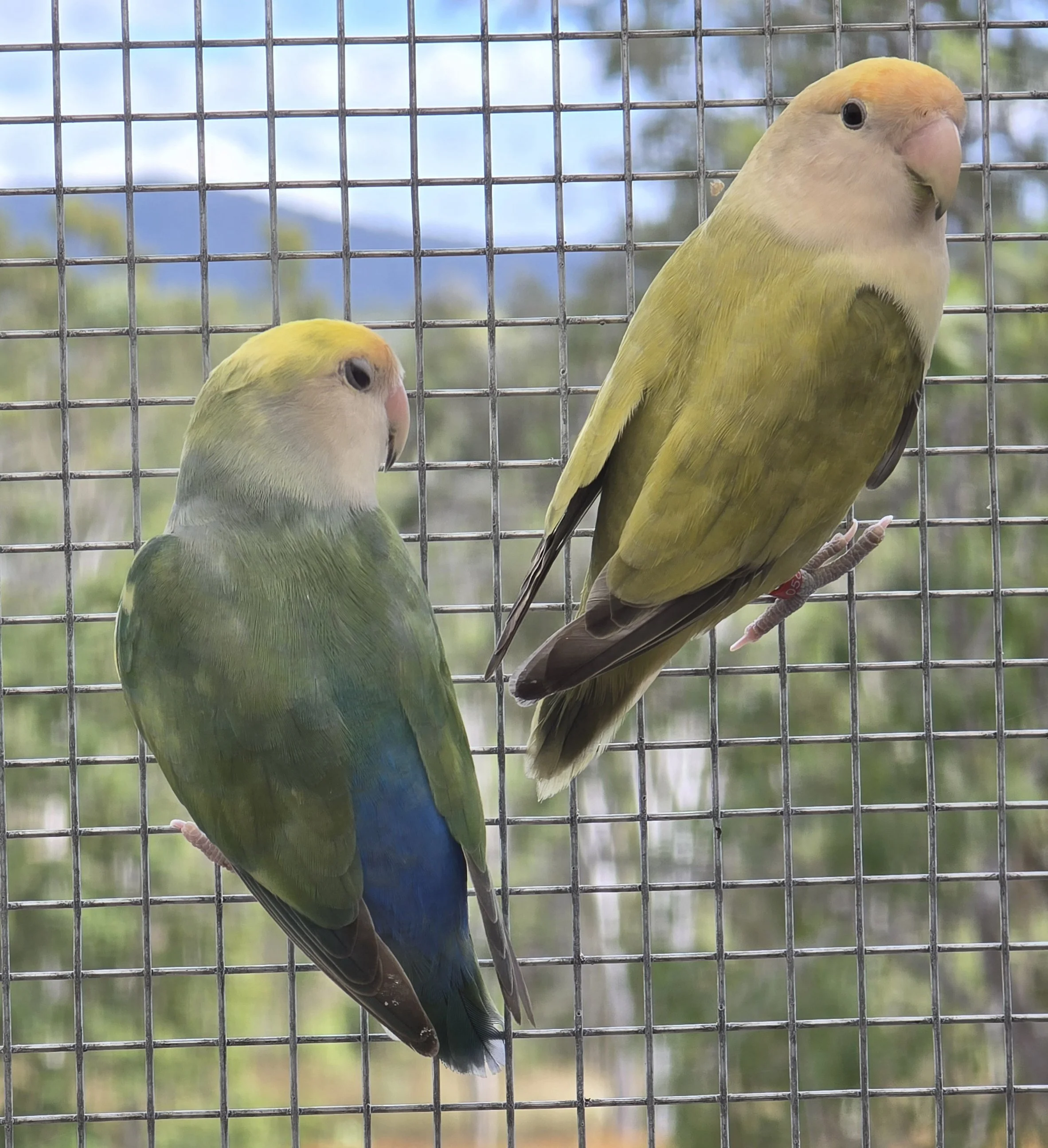 Peach face lovebirds for sale