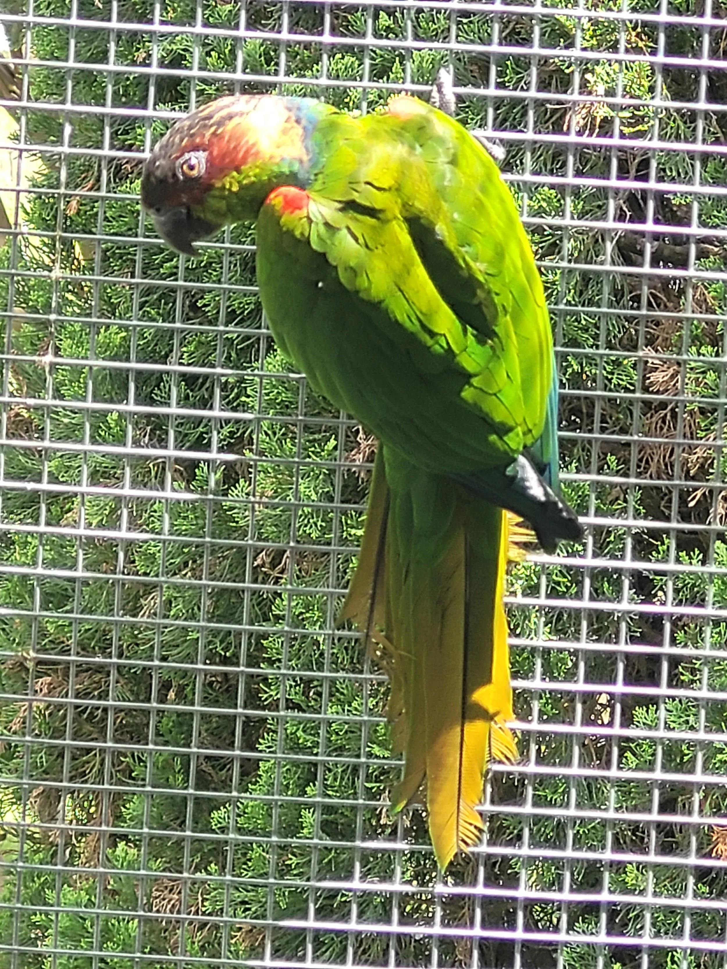 Blue Throated Conure for sale