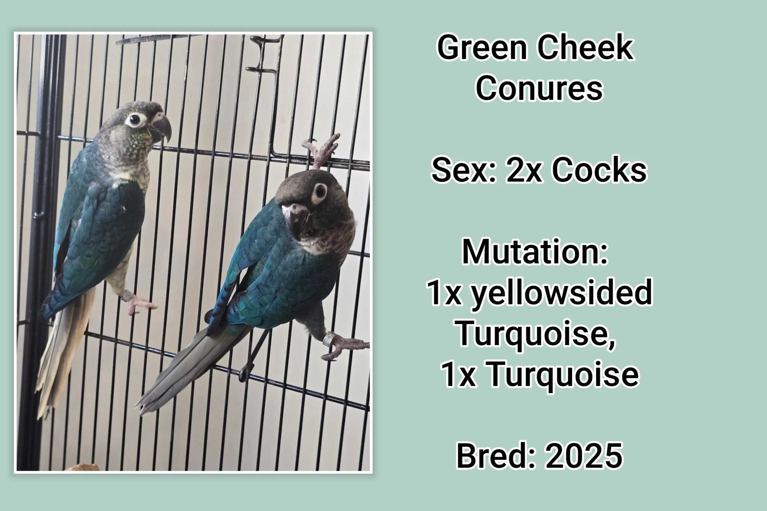 Green cheek conures for sale Queensland Australia, birds for sale, Betarah Birds