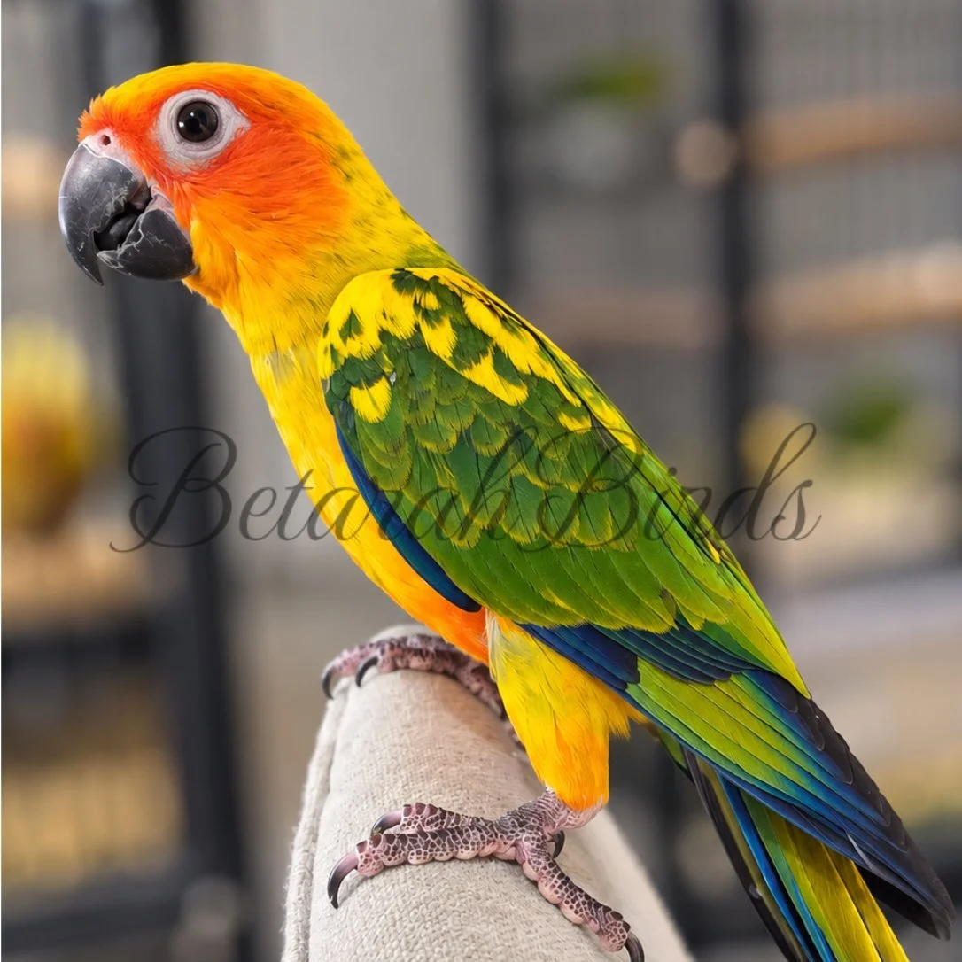 Hand Raised Sun Conure - Near Rockhampton, Queensland