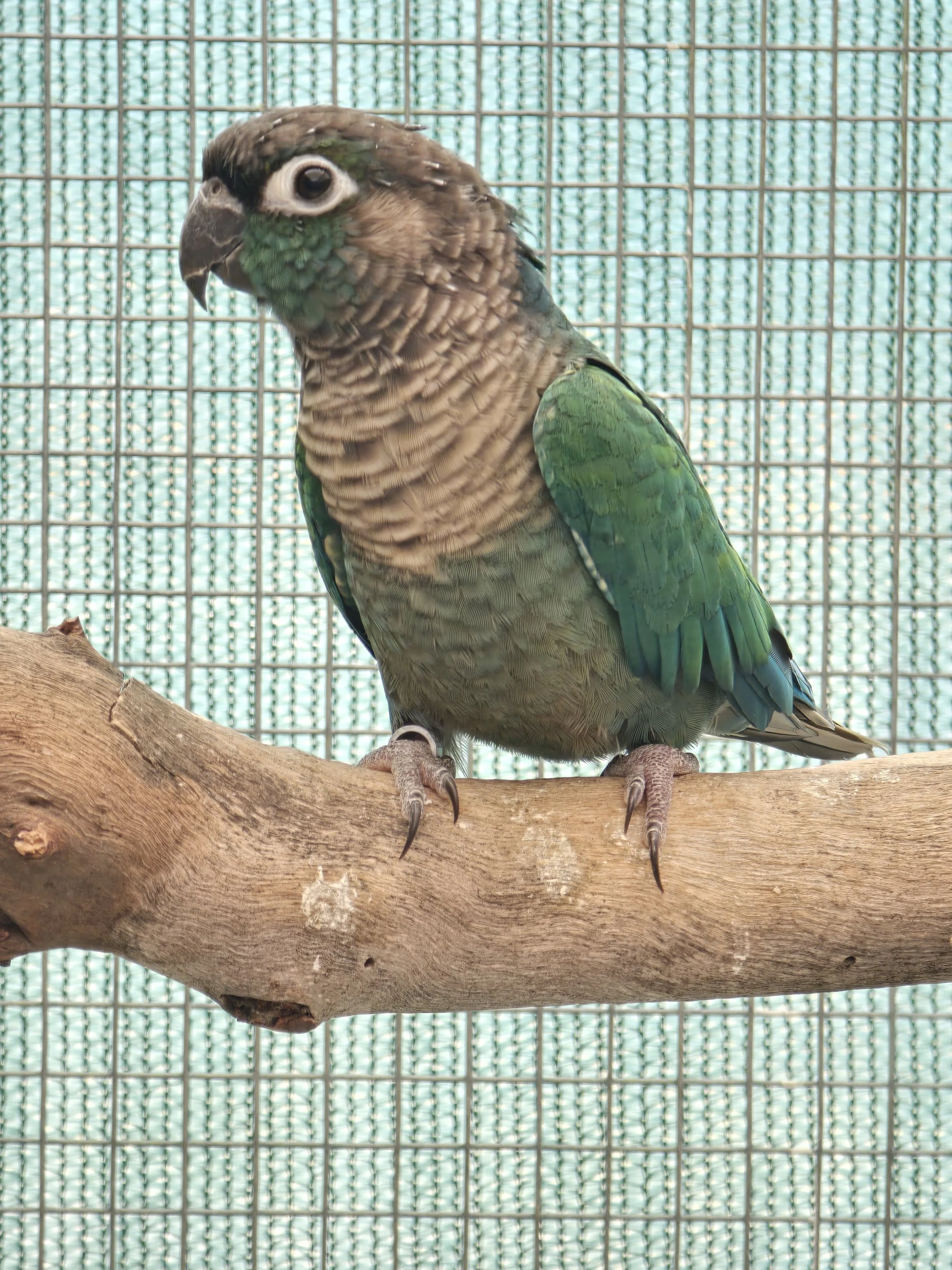 Green cheek conure for sale