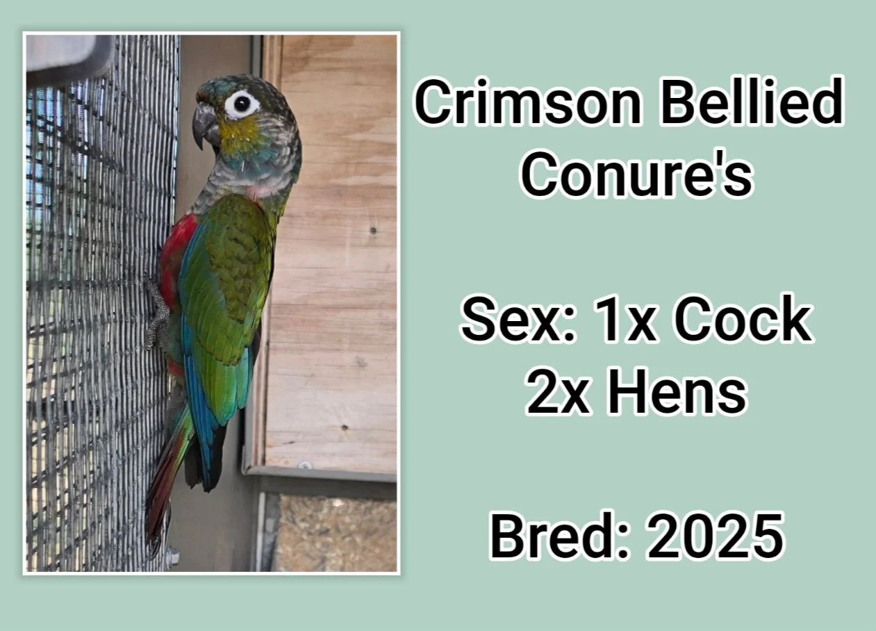 Crimson Bellied Conures for sale in Queensland Australia, birds for sale, betarah birds
