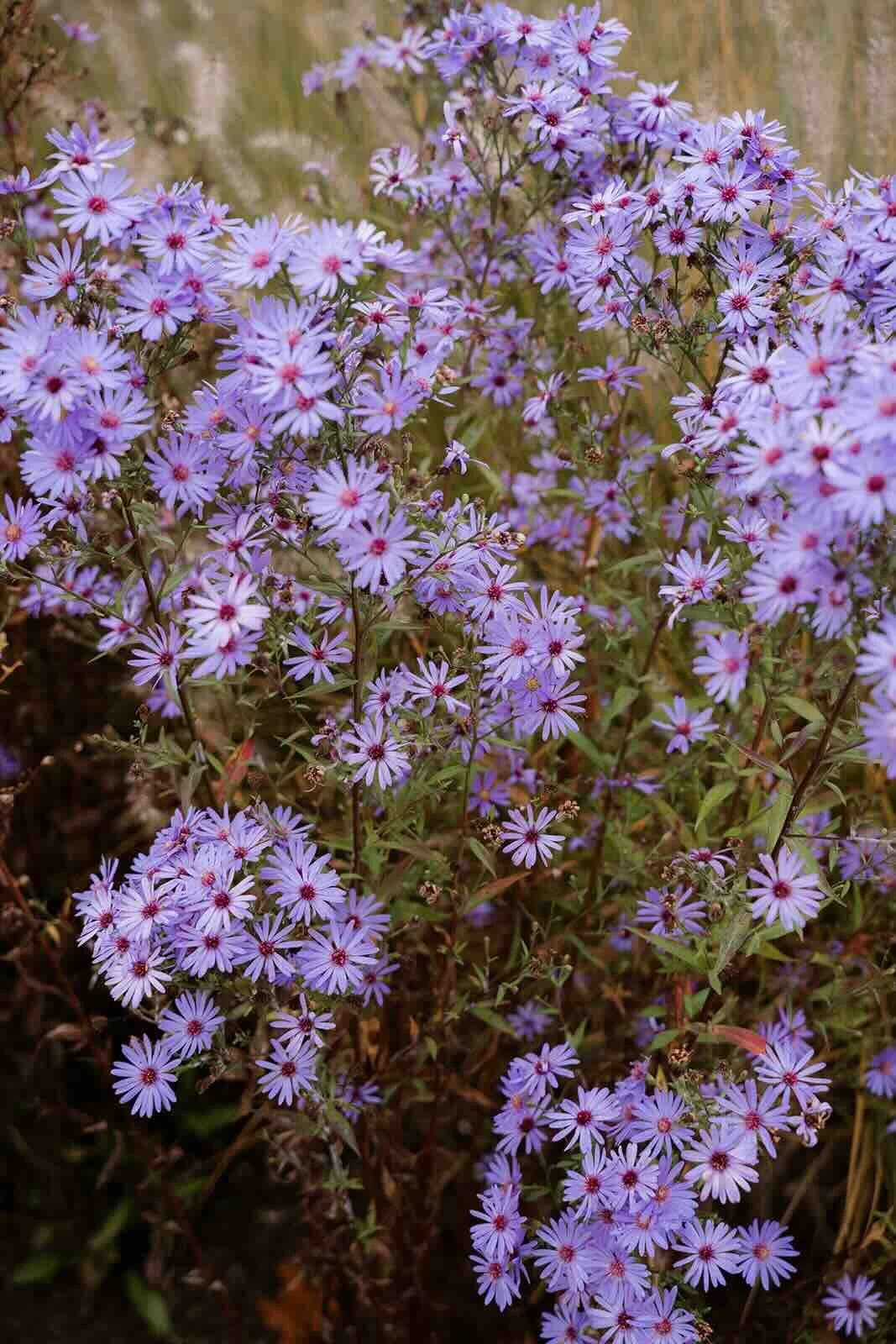 Paarsachtige bloemen in een tuin bij de trainingslocatie. 