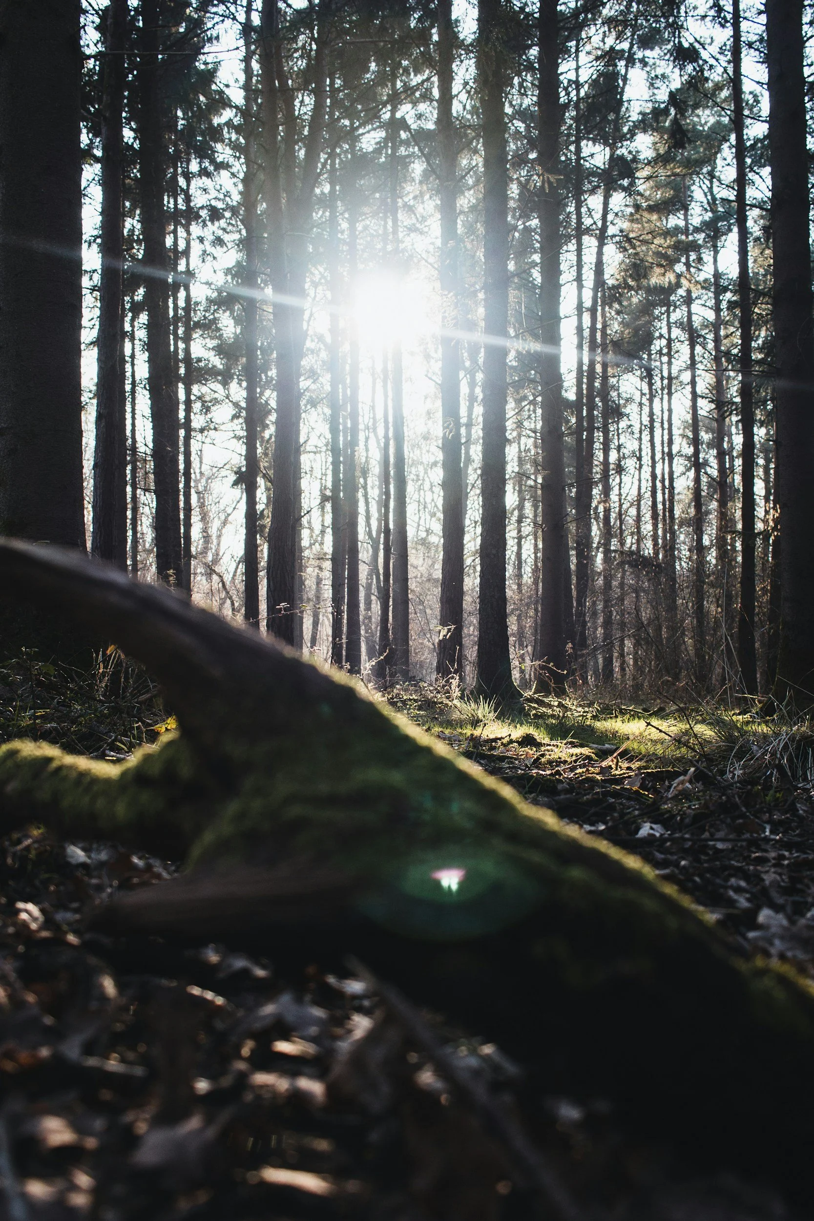 Light peeking through the trees offering hope for more freedom with trauma therapy in South Carolina.