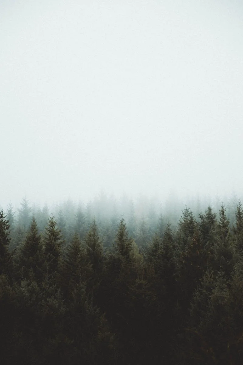 Misty mountain trees after a rain storm from Cottage In The Woods Counseling where trauma and dissociation experts in NY can help you feel more present with ego state therapy, EMDR, somatic processing and cognitive processing therapy.