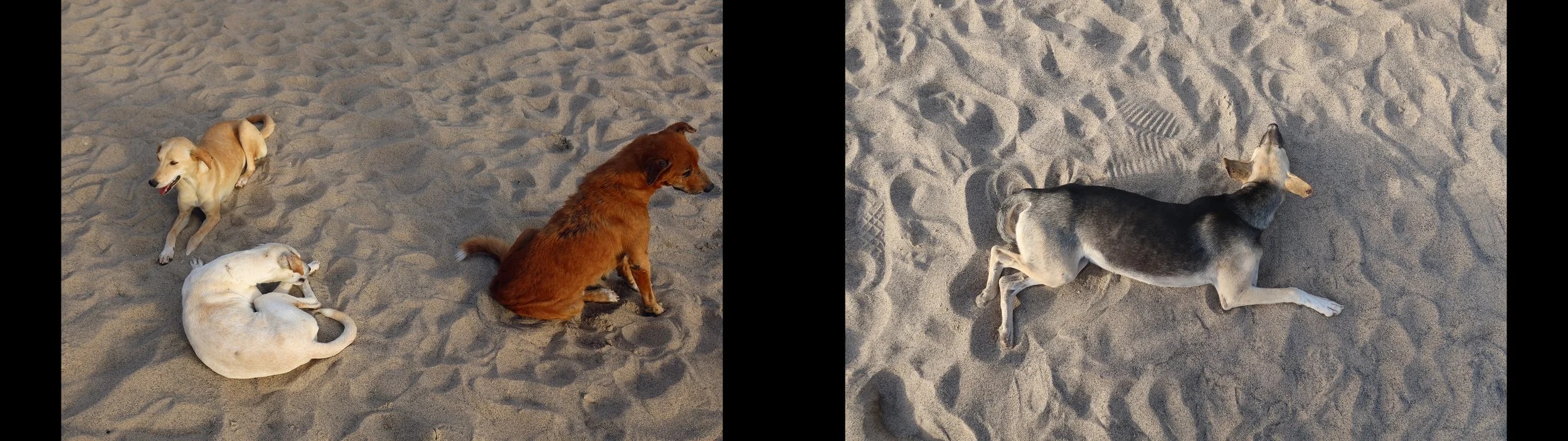070 dogs.jpg