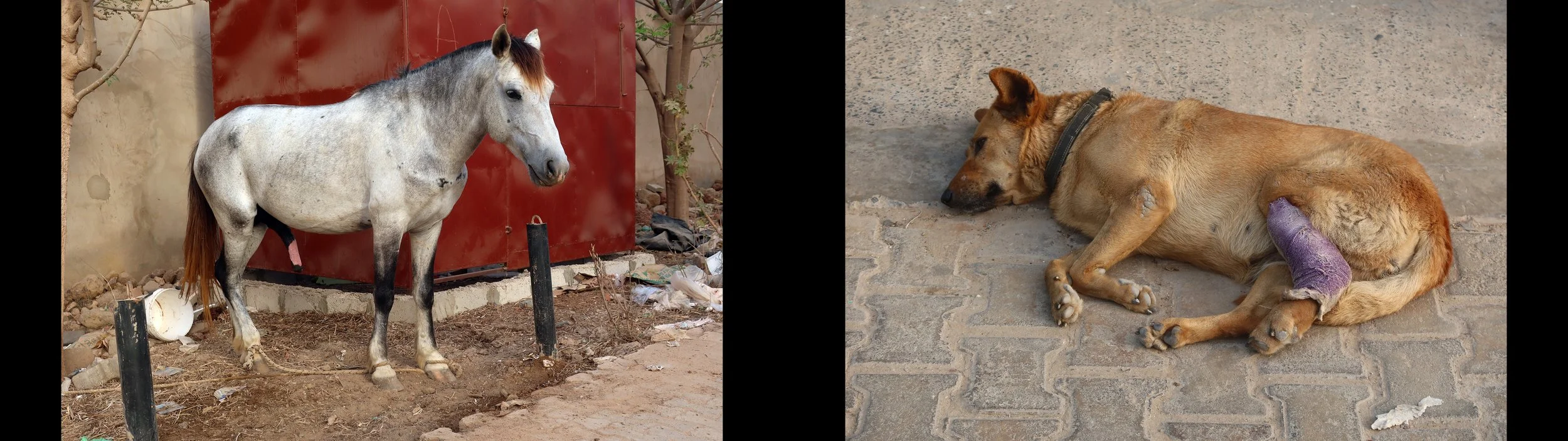 096 Hund und Pferd.jpg